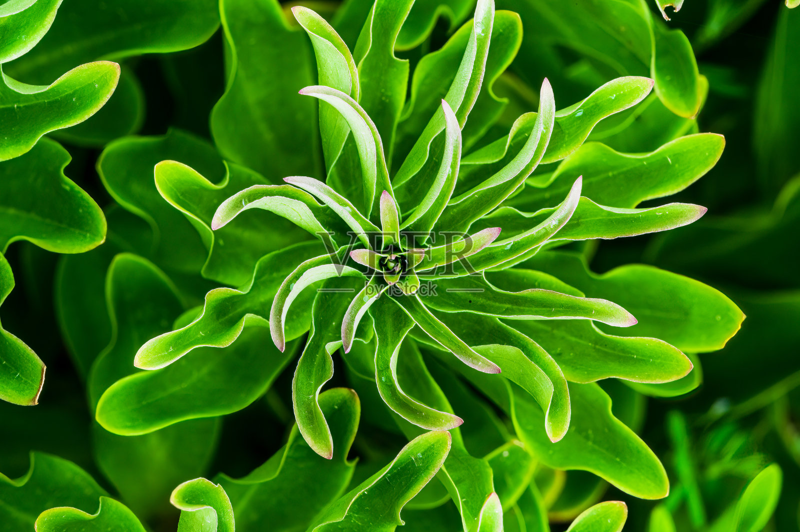 绿色的螺旋照片摄影图片