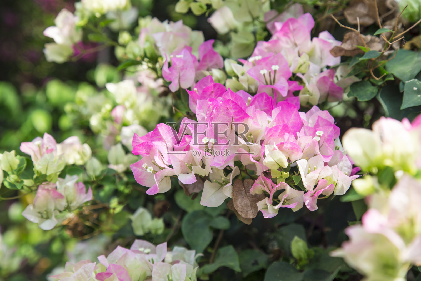 公园里的九重葛花照片摄影图片