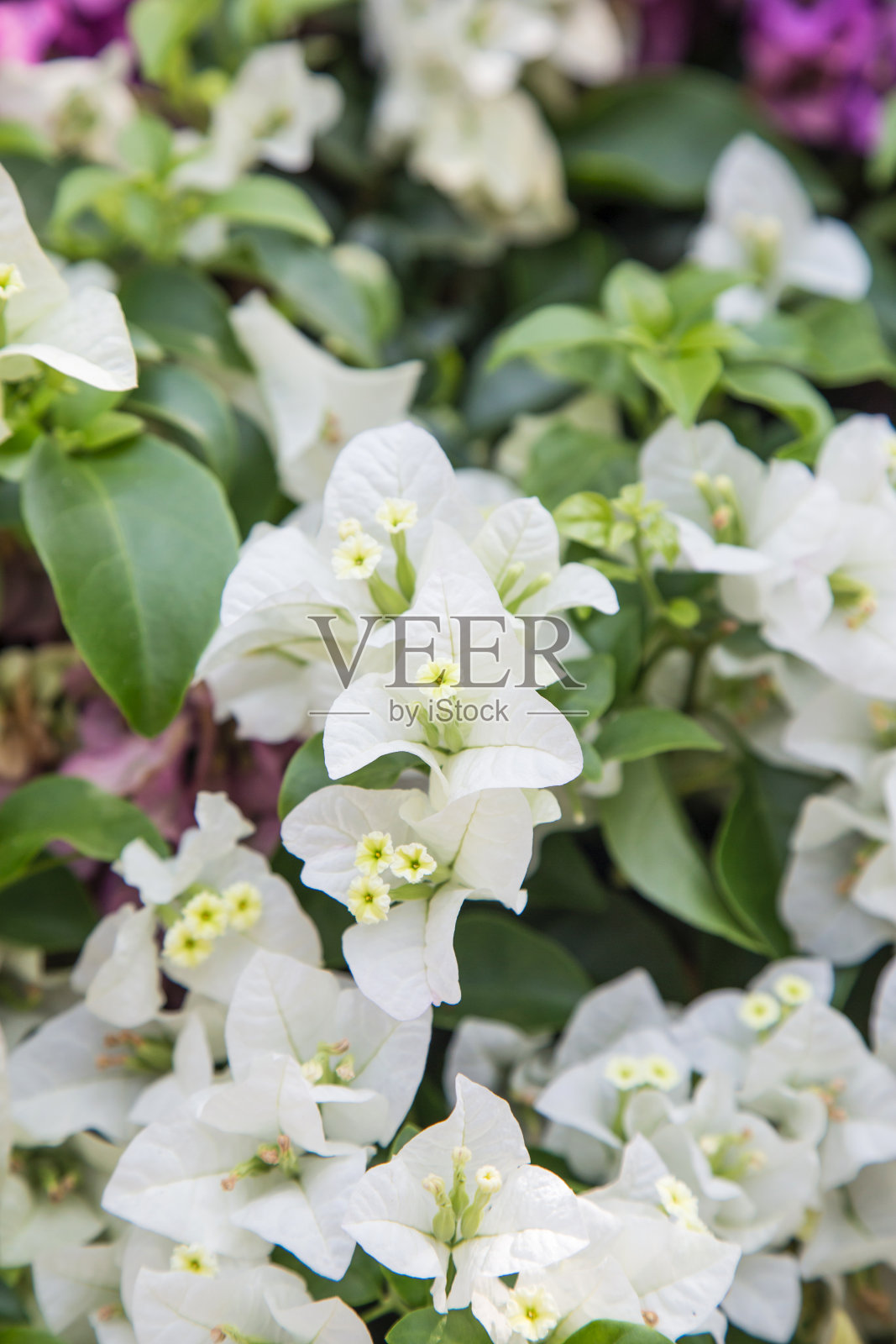 公园里的九重葛花照片摄影图片