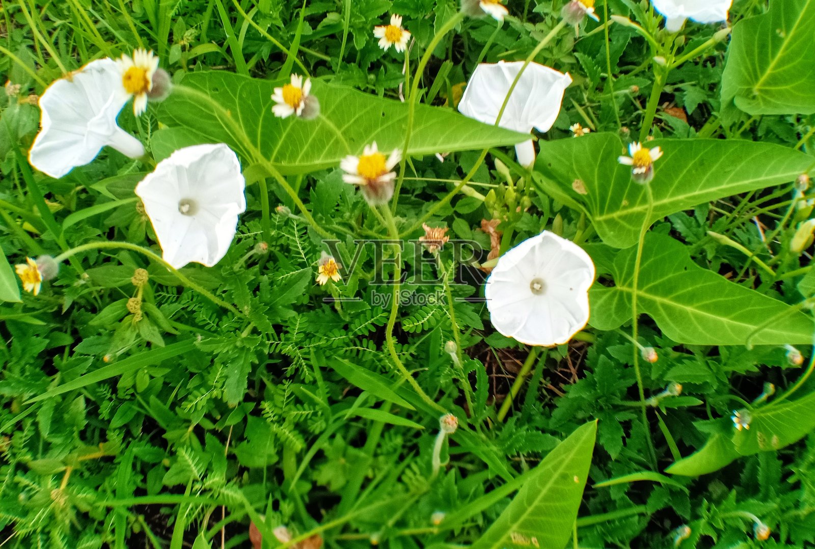 开花植物照片摄影图片