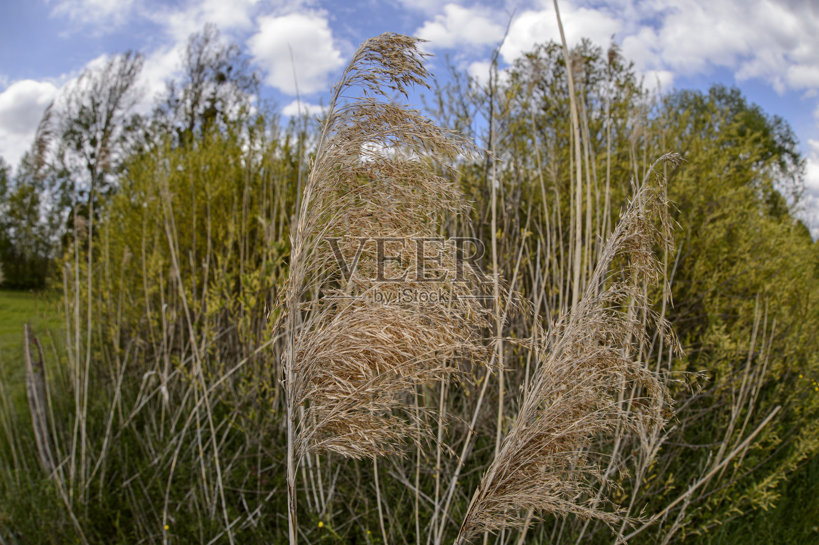 法国阿尔萨斯的冬干芦苇花。照片摄影图片