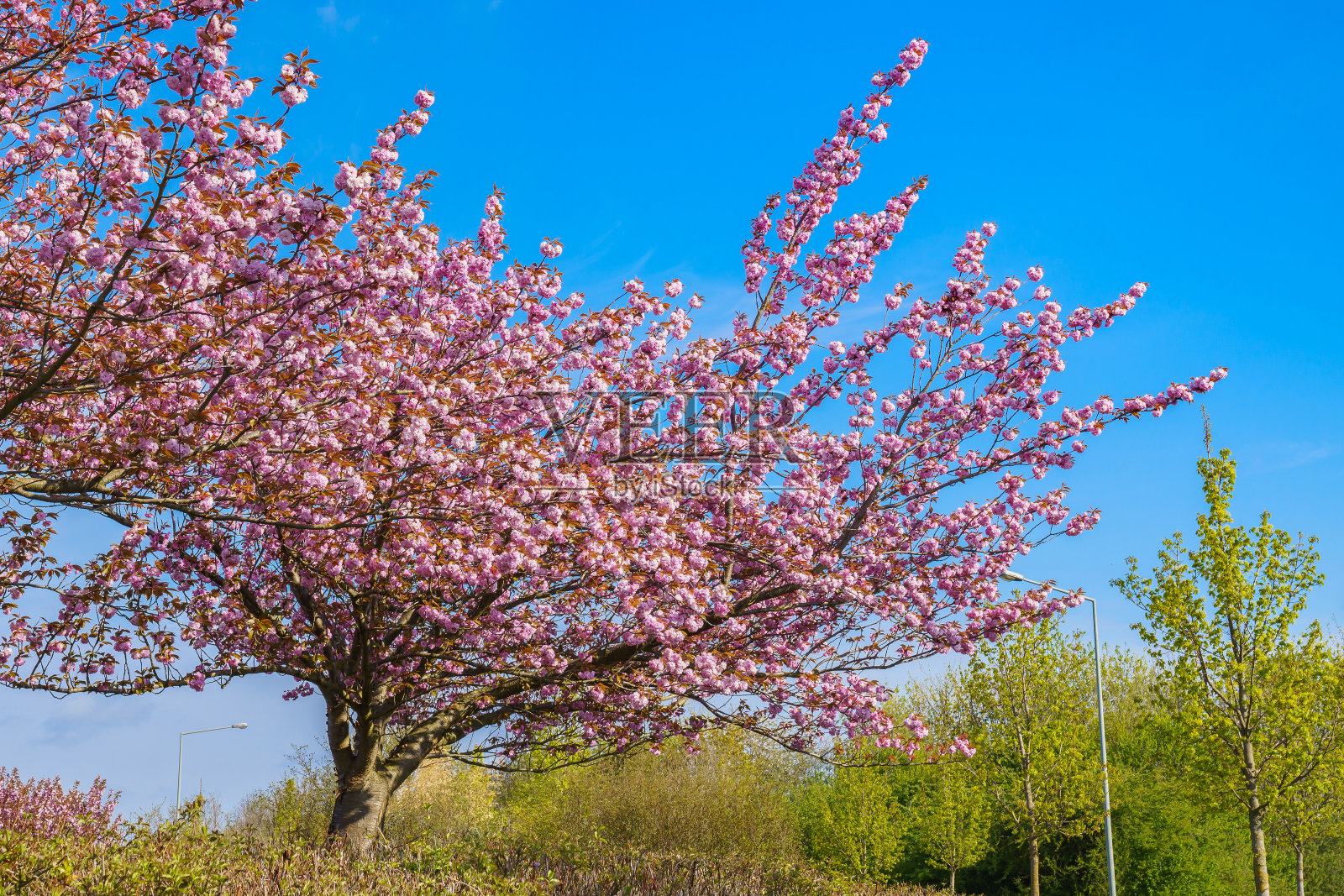 在蓝天的映衬下，一棵盛开的甜杏树(李子树)的树冠。照片摄影图片