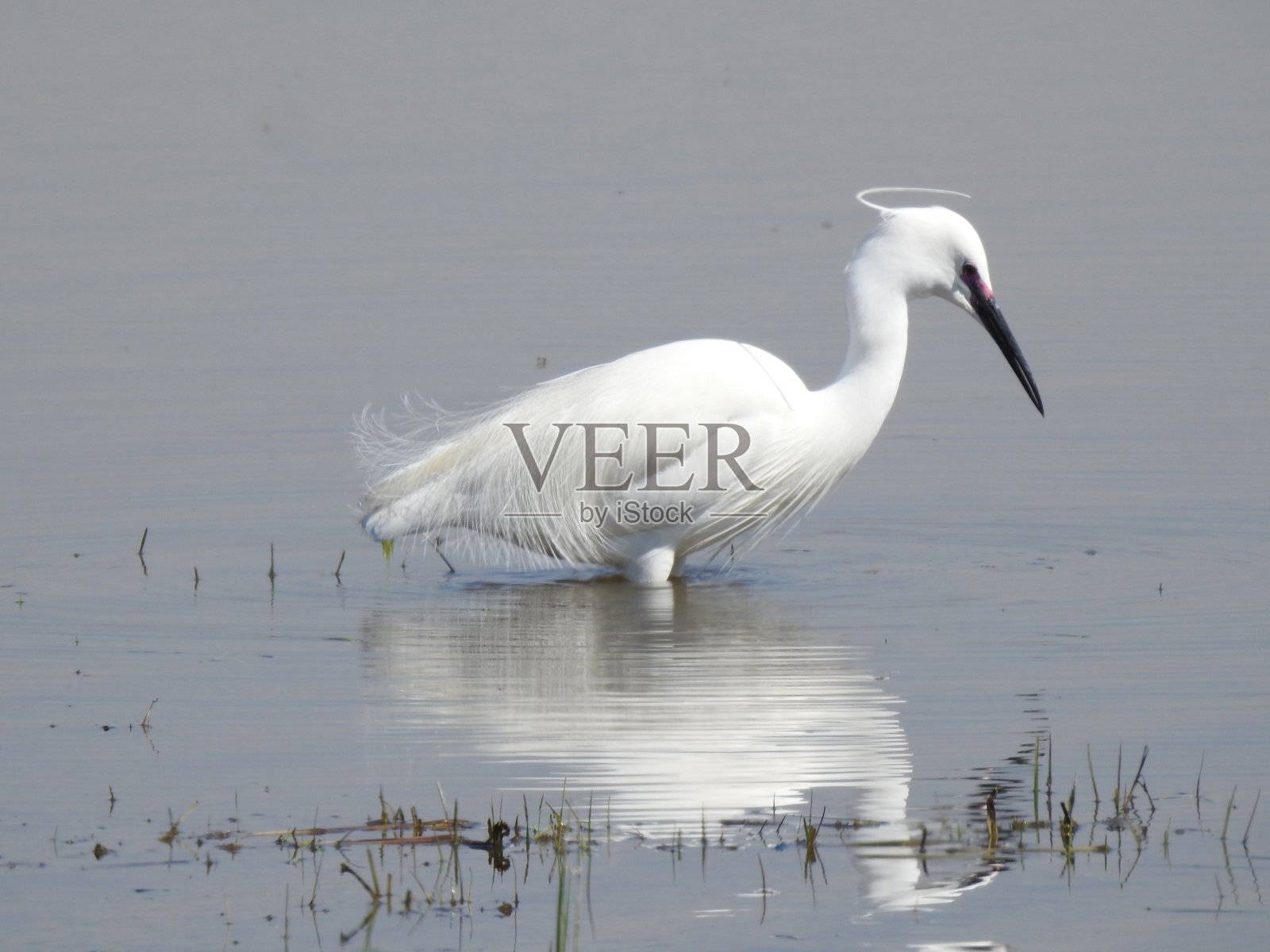 小白鹭的近距离侧视图在繁殖羽毛与狭窄的羽毛晕在它的头上照片摄影图片