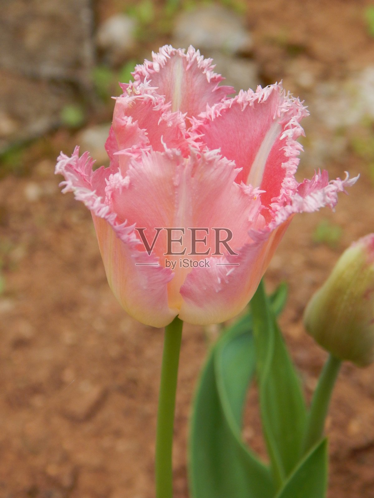 粉白色的须边郁金香花在花园里盛开照片摄影图片