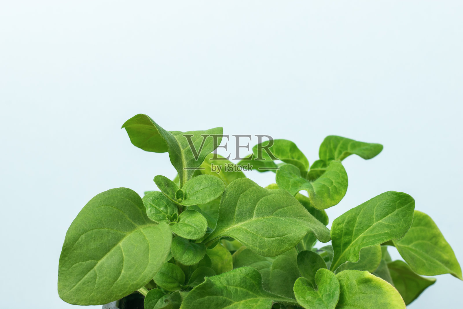 一种亮绿色的室内植物，有着蓝色的大叶子。照片摄影图片