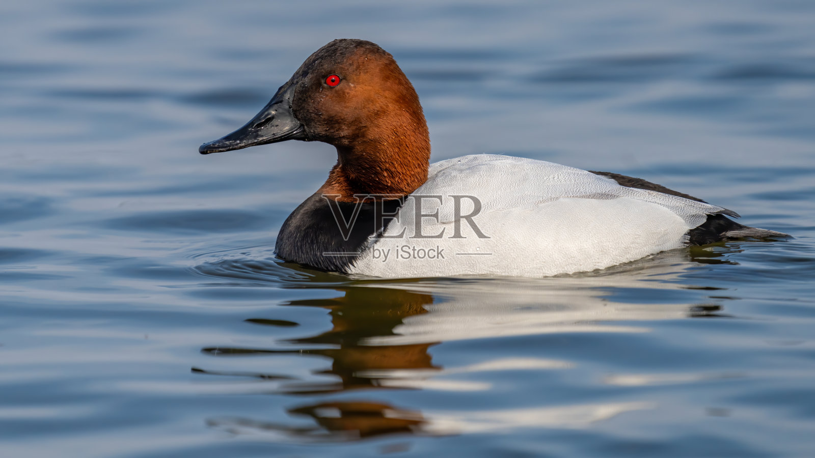 水面上和空中的鸭子照片摄影图片