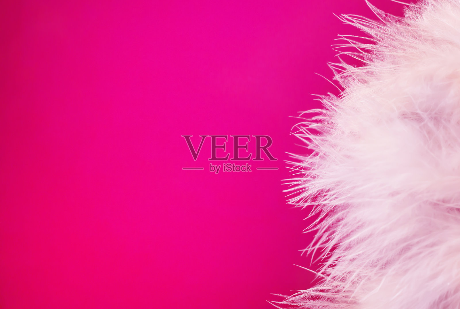 背景,羽毛。粉红色的背景和羽毛在右边。照片摄影图片