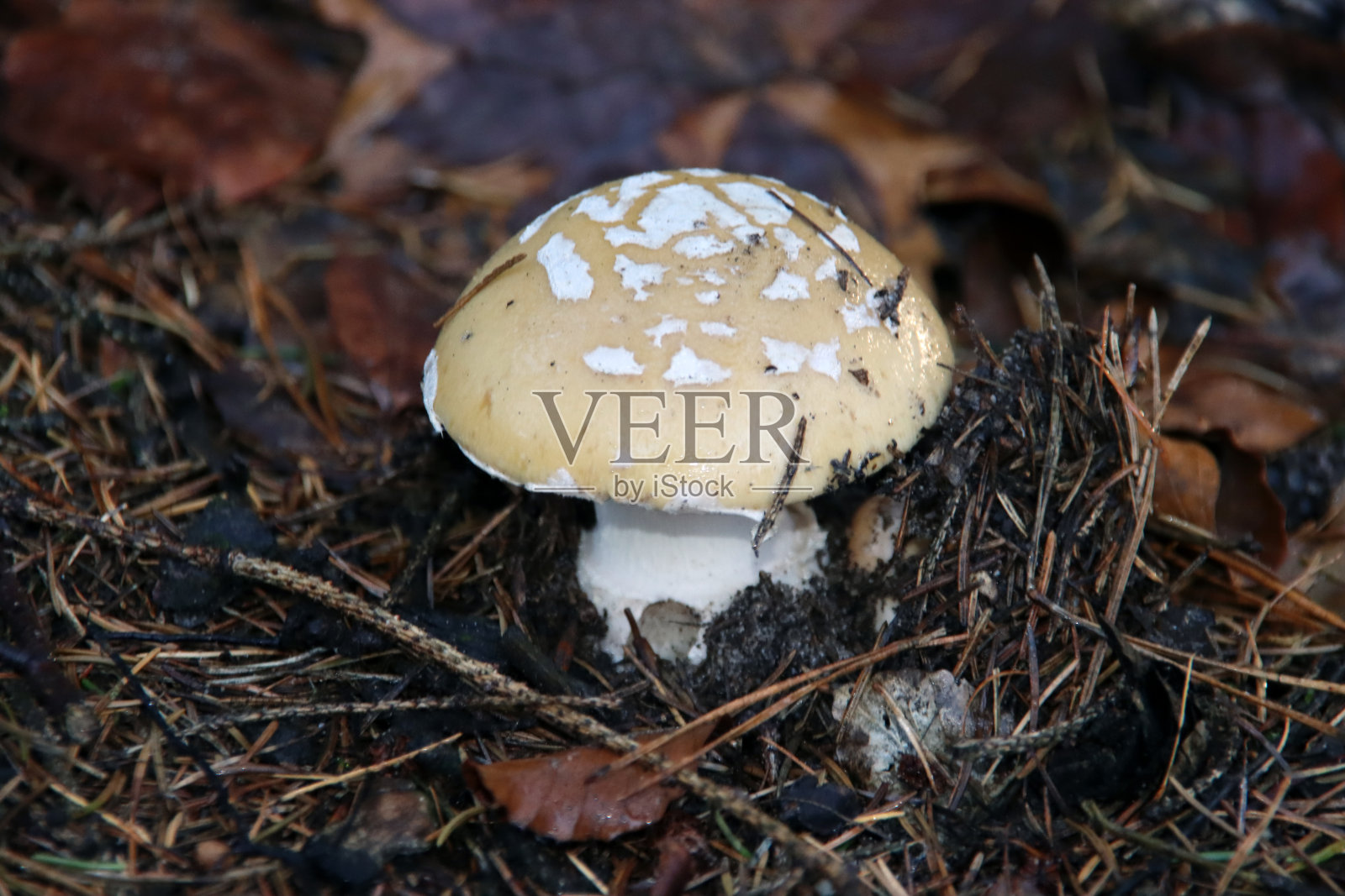 植物园中的鳞片丛真菌照片摄影图片