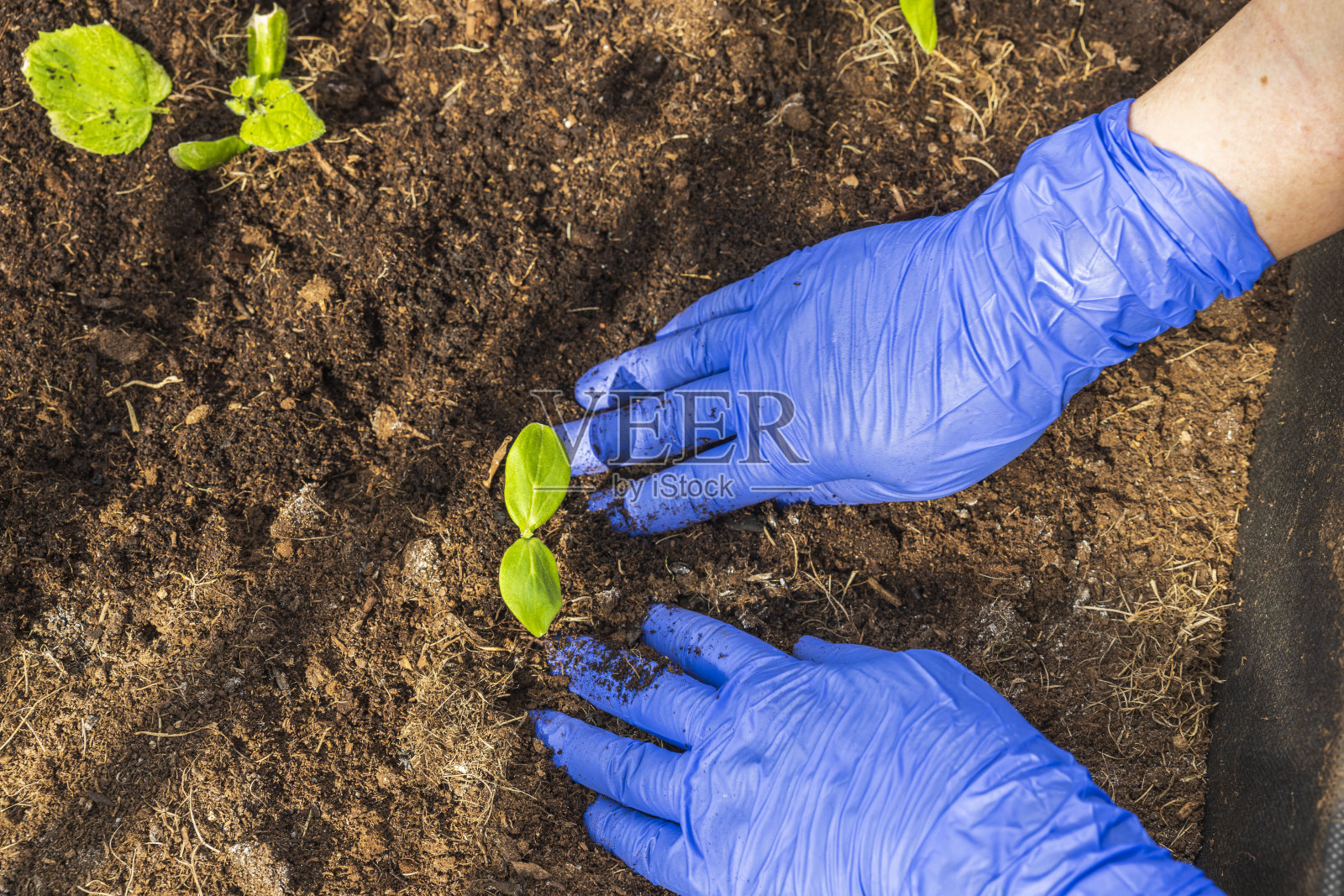近距离观察的女性手在蓝色手套种植黄瓜幼苗到温室。瑞典。照片摄影图片