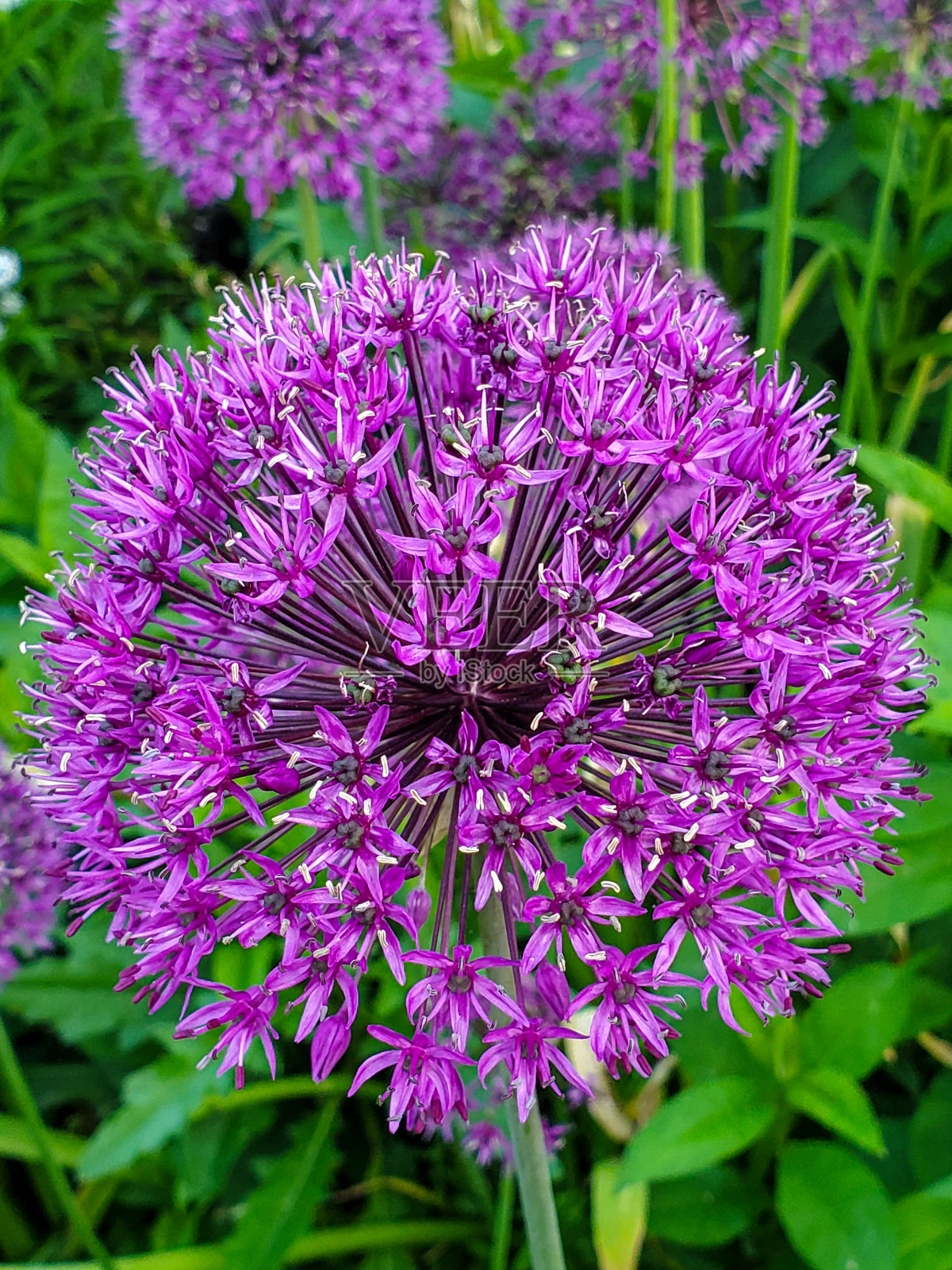盛开的葱属植物照片摄影图片