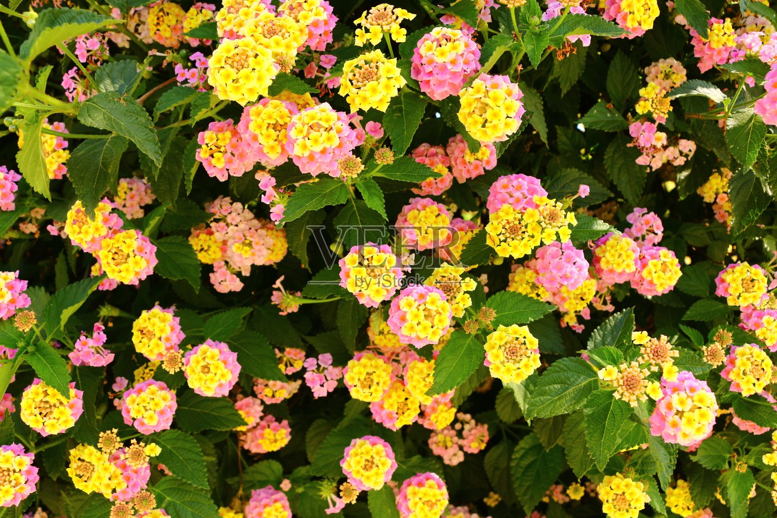 春天在塞维利亚照片摄影图片