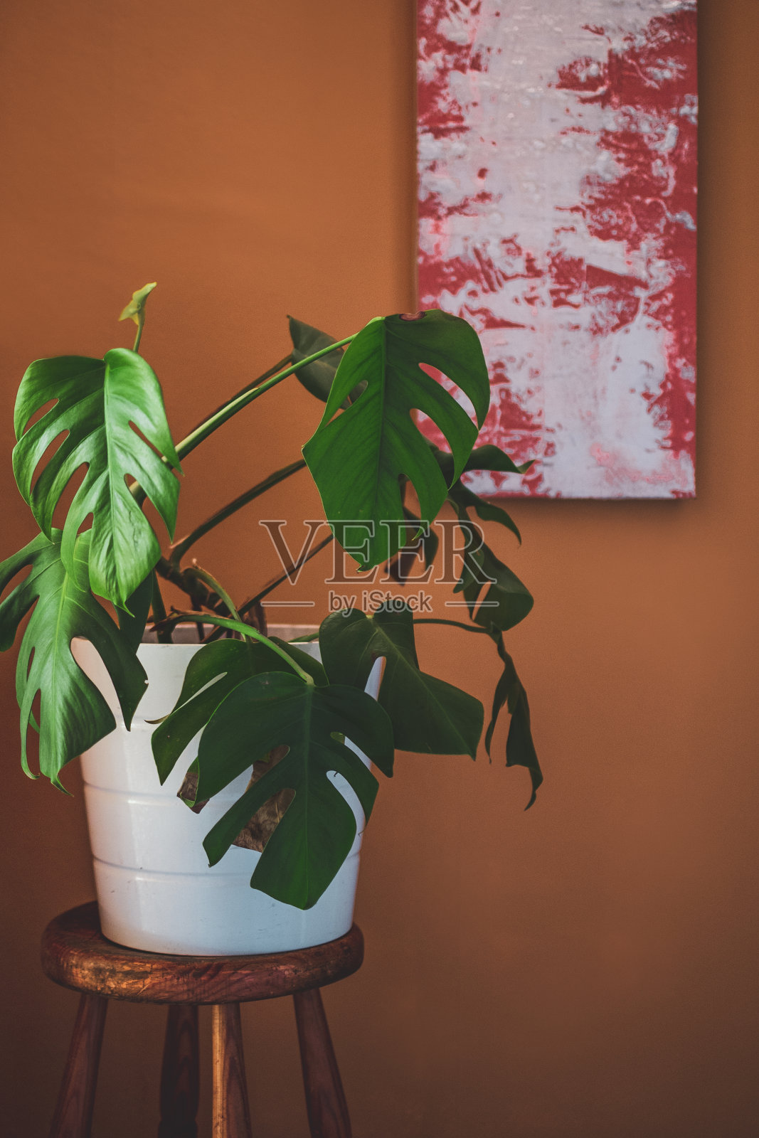 蓬莱蕉植物照片摄影图片