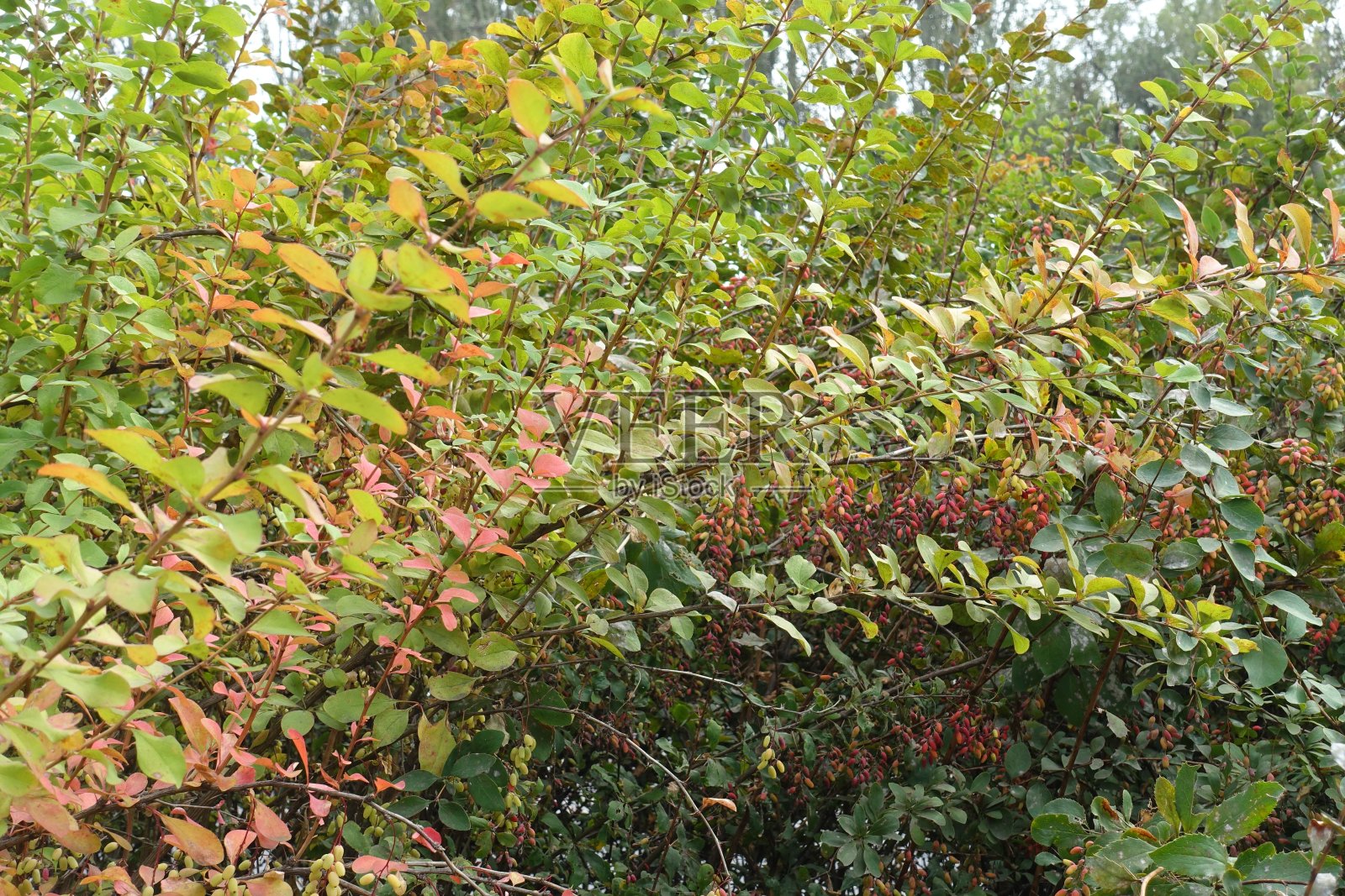 小檗九月的叶子，有红色浆果照片摄影图片