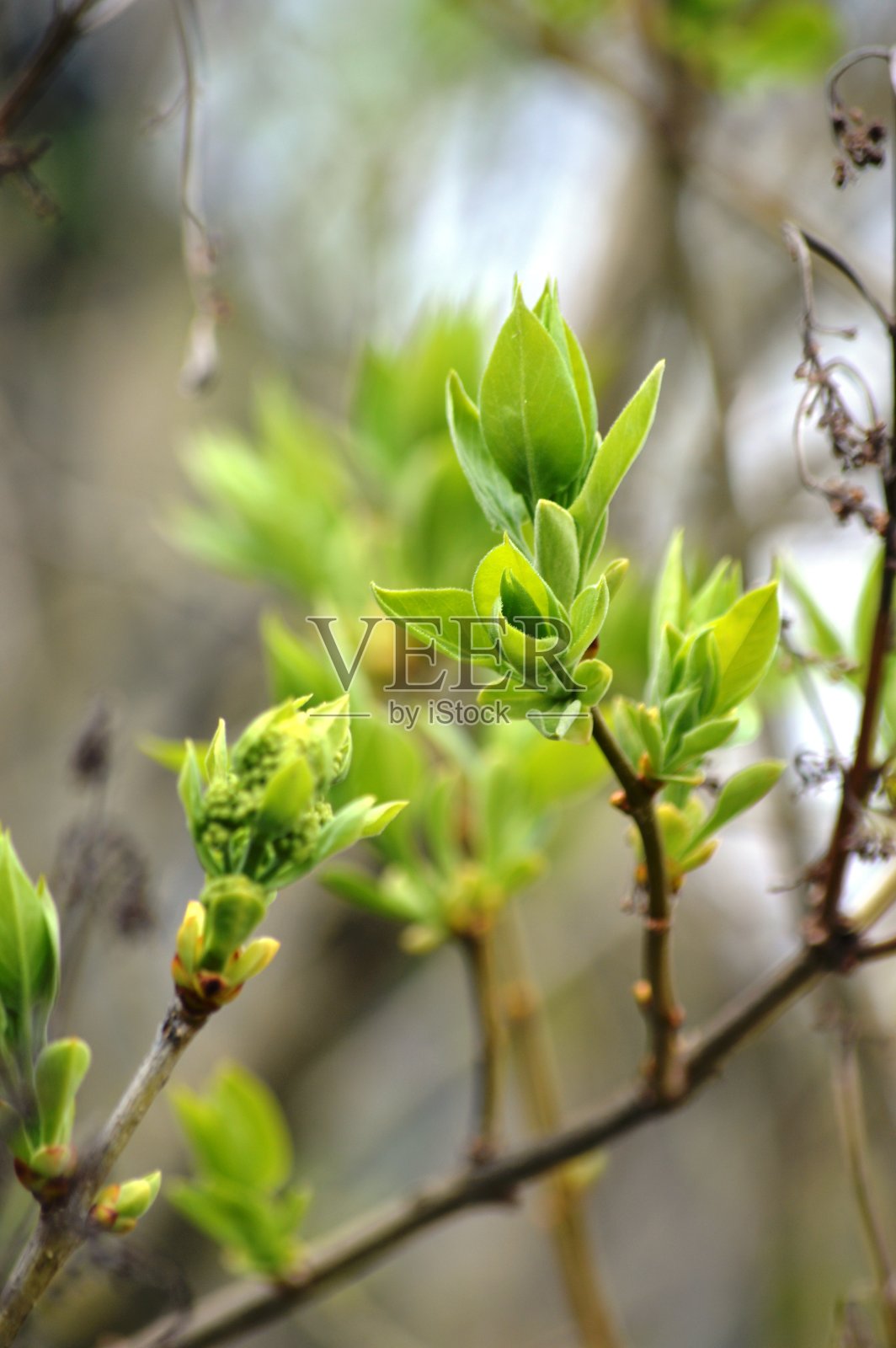 在树上萌芽照片摄影图片