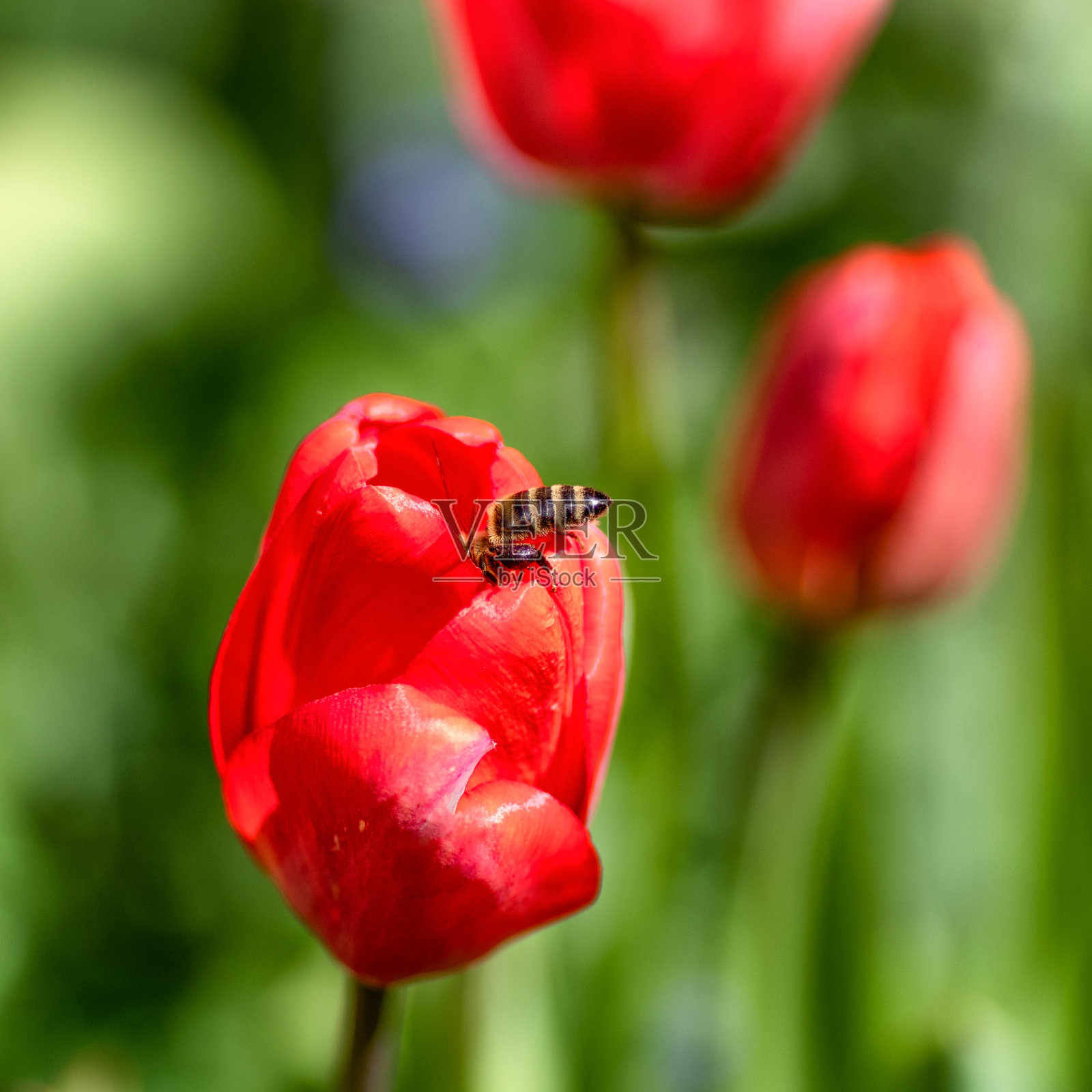 红色郁金香花中的蜜蜂照片摄影图片