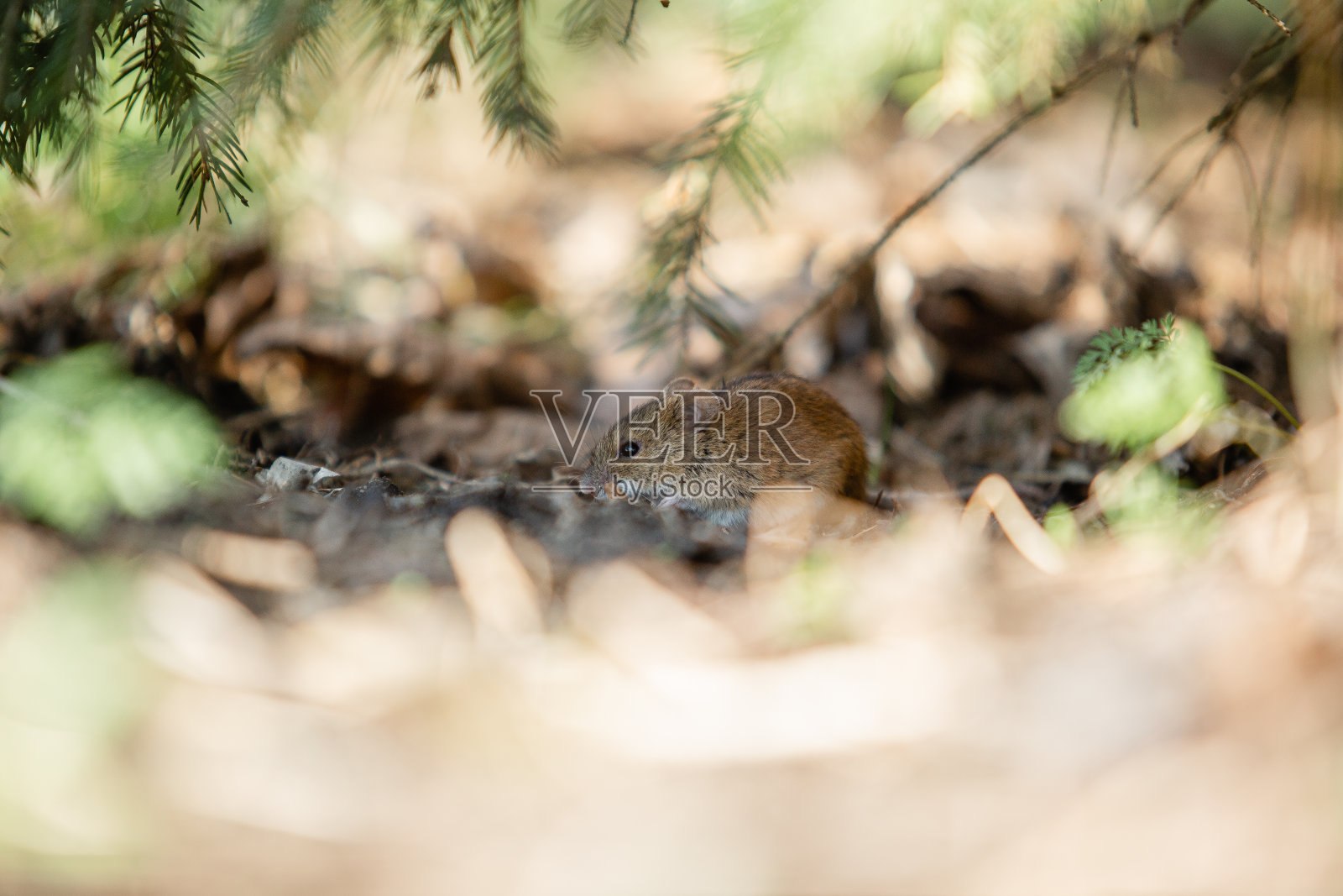 野鼠躲在树下的森林地板上。照片摄影图片