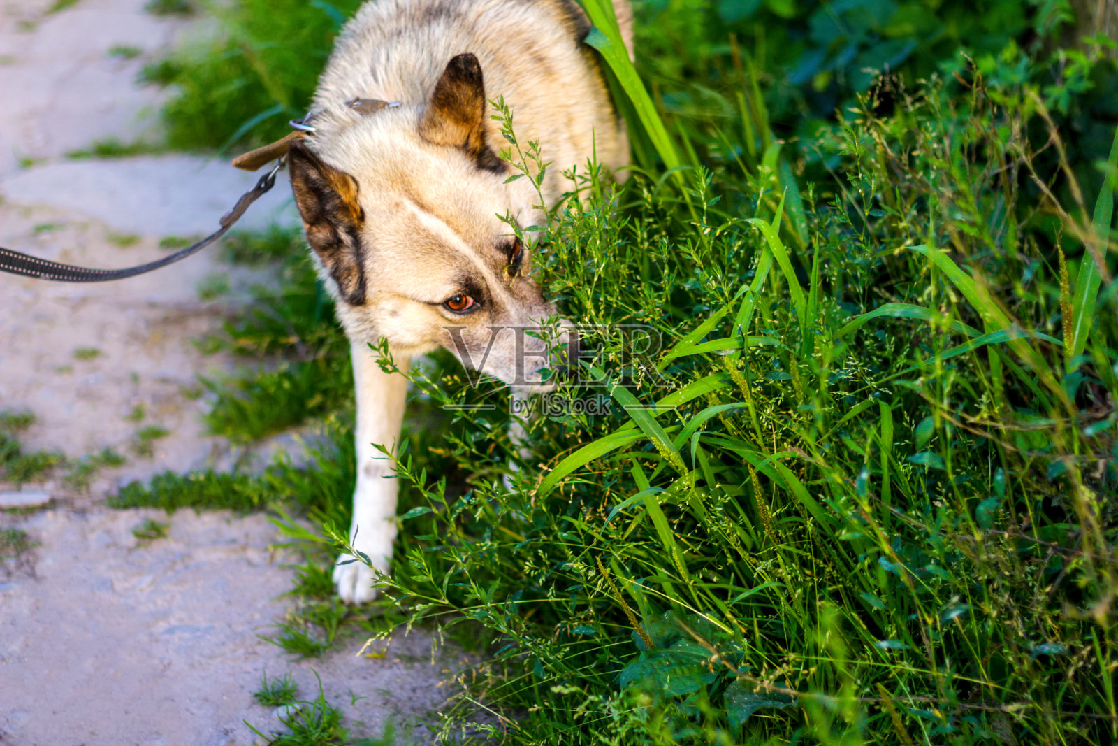 用皮带把西伯利亚莱卡哈士奇散焦。狗在花园里嗅着寻找猎物。宠物沿着小路嗅着地面和草地。吃麦草，治疗动物。的焦点照片摄影图片