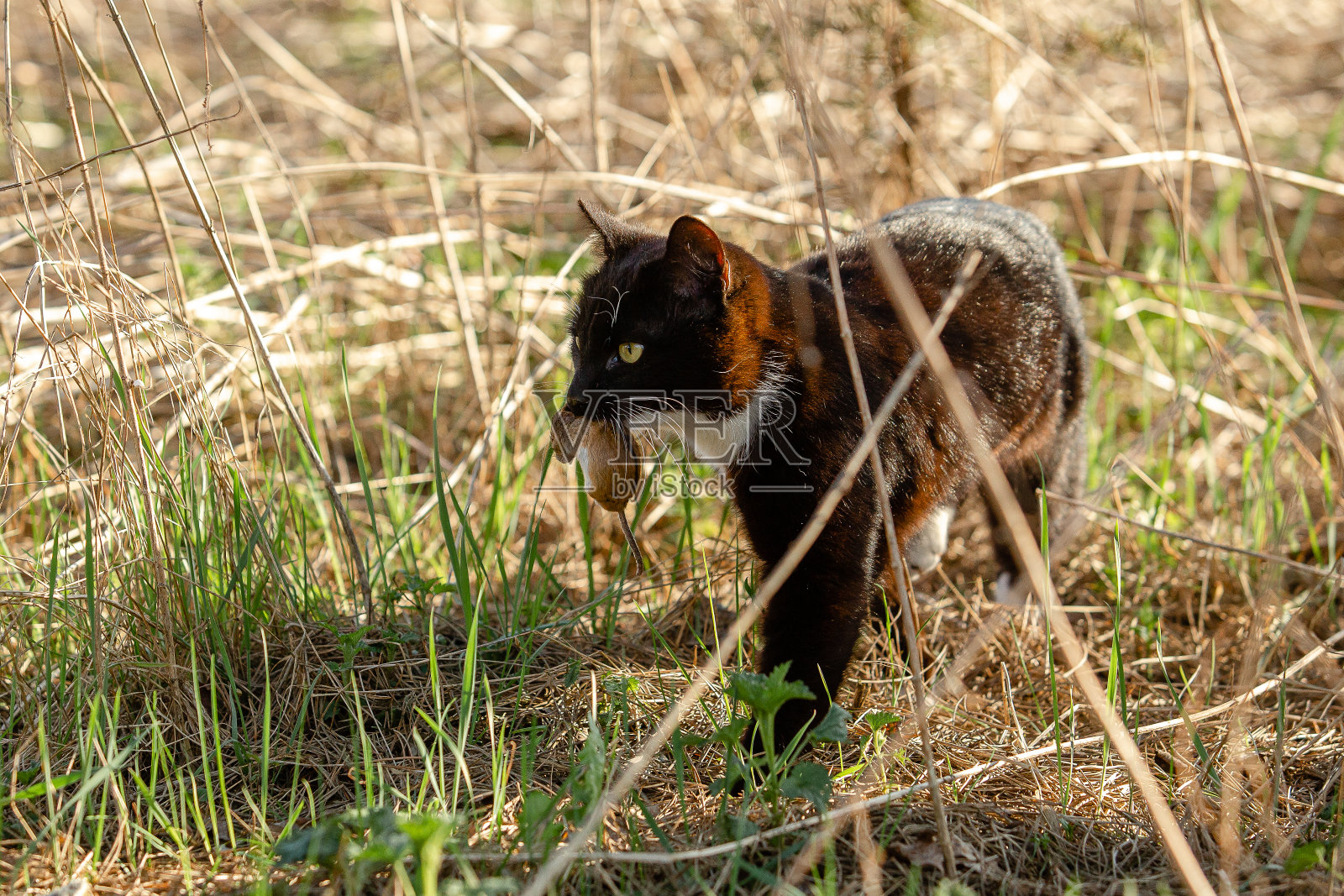 一只黑白斑猫正在捉老鼠。猫用牙叼着一只老鼠。照片摄影图片