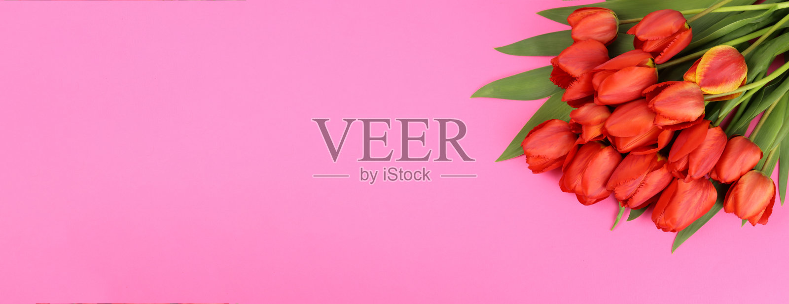 粉红色背景上的红色郁金香。空白的明信片，名片照片摄影图片