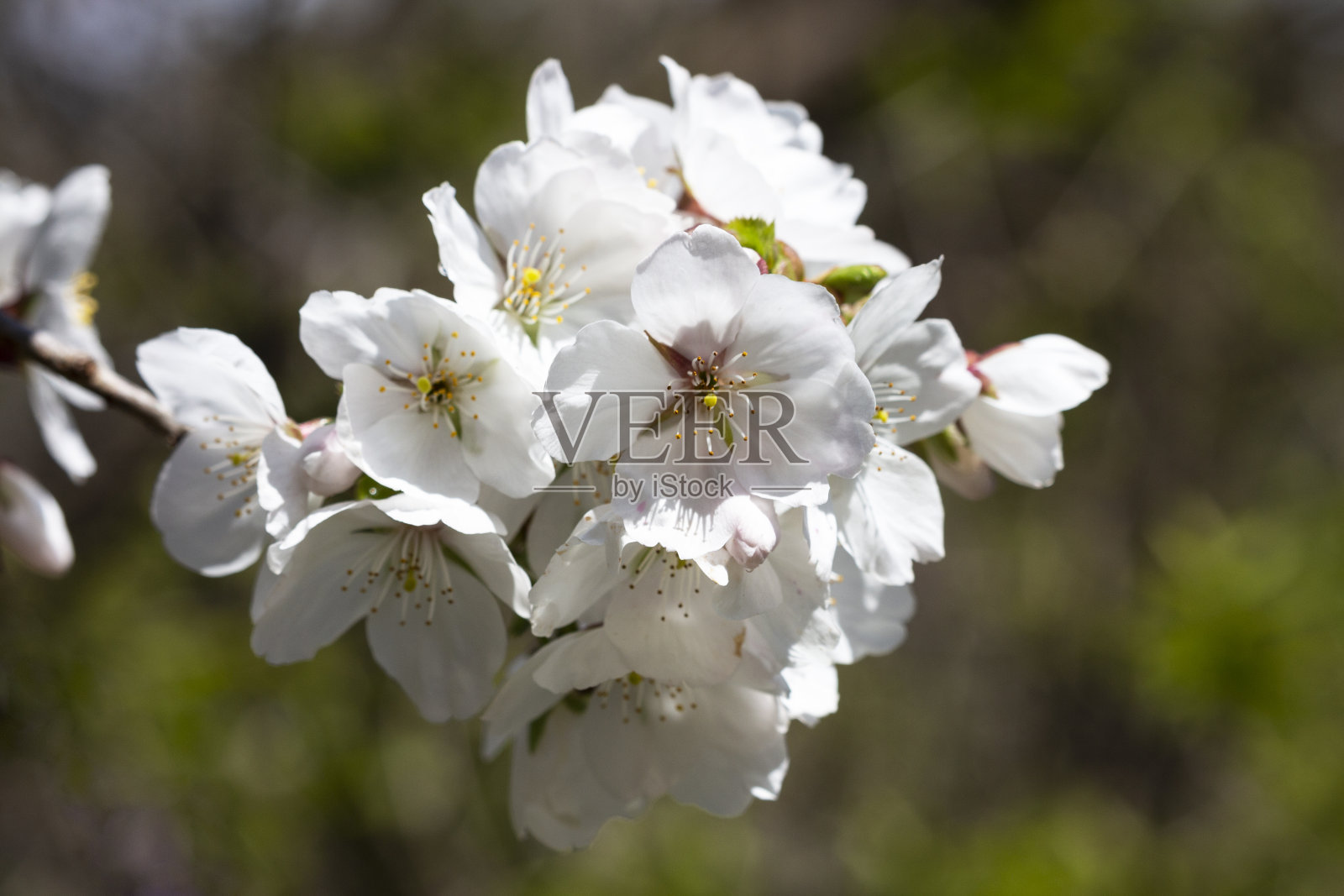 花园里的一棵树上开着白色的花。天然植物的背景。樱花盛开，五月，六月照片摄影图片