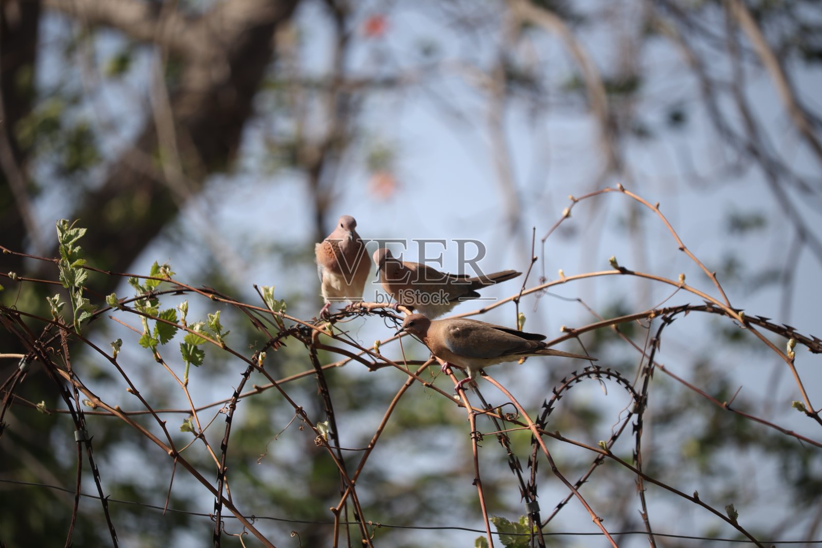 鸽子照片摄影图片