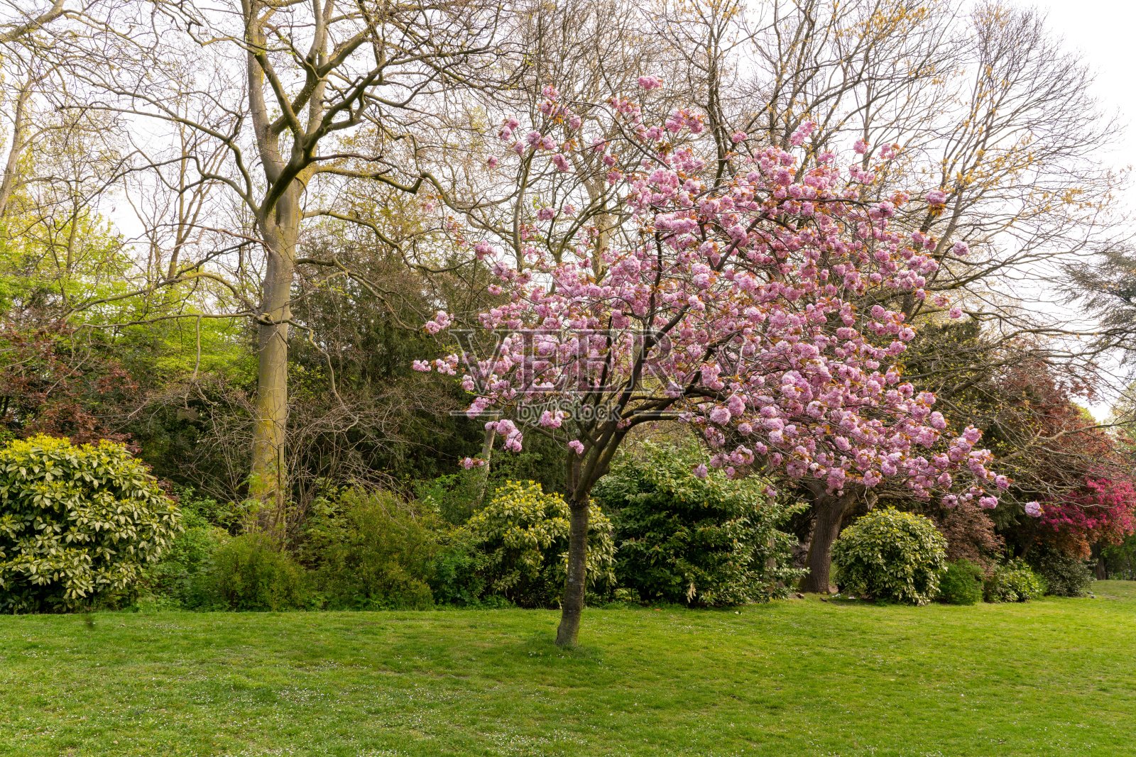 日本樱桃树在公园里照片摄影图片