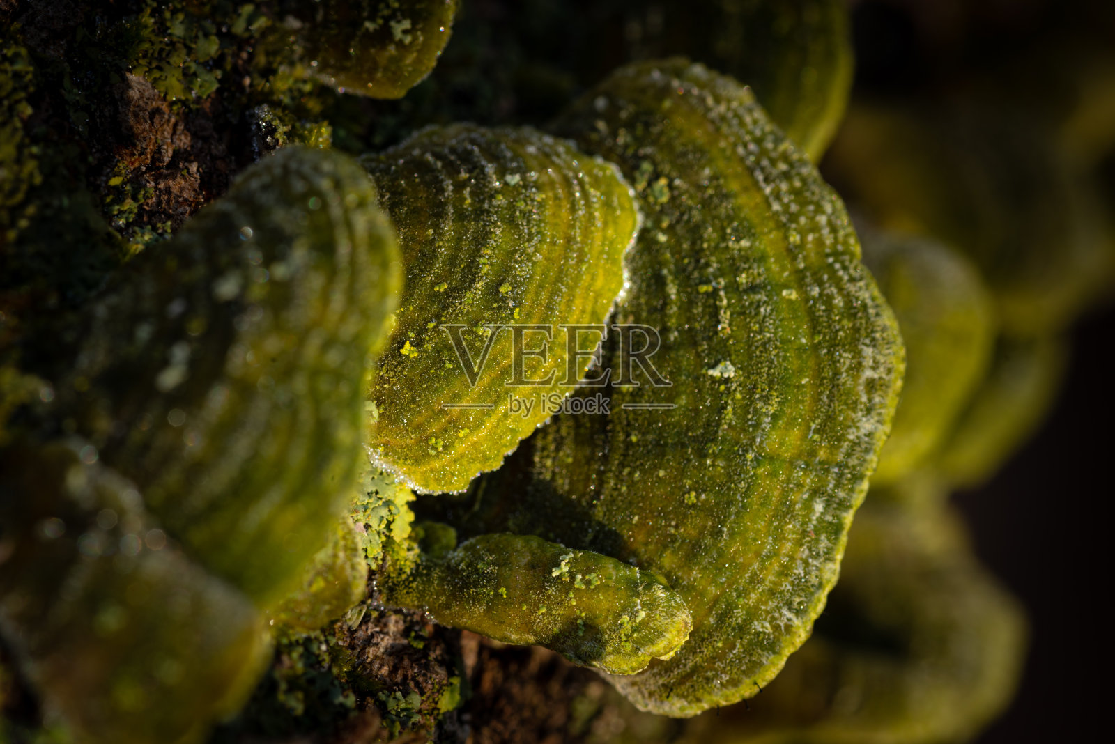 枝上绿菌照片摄影图片