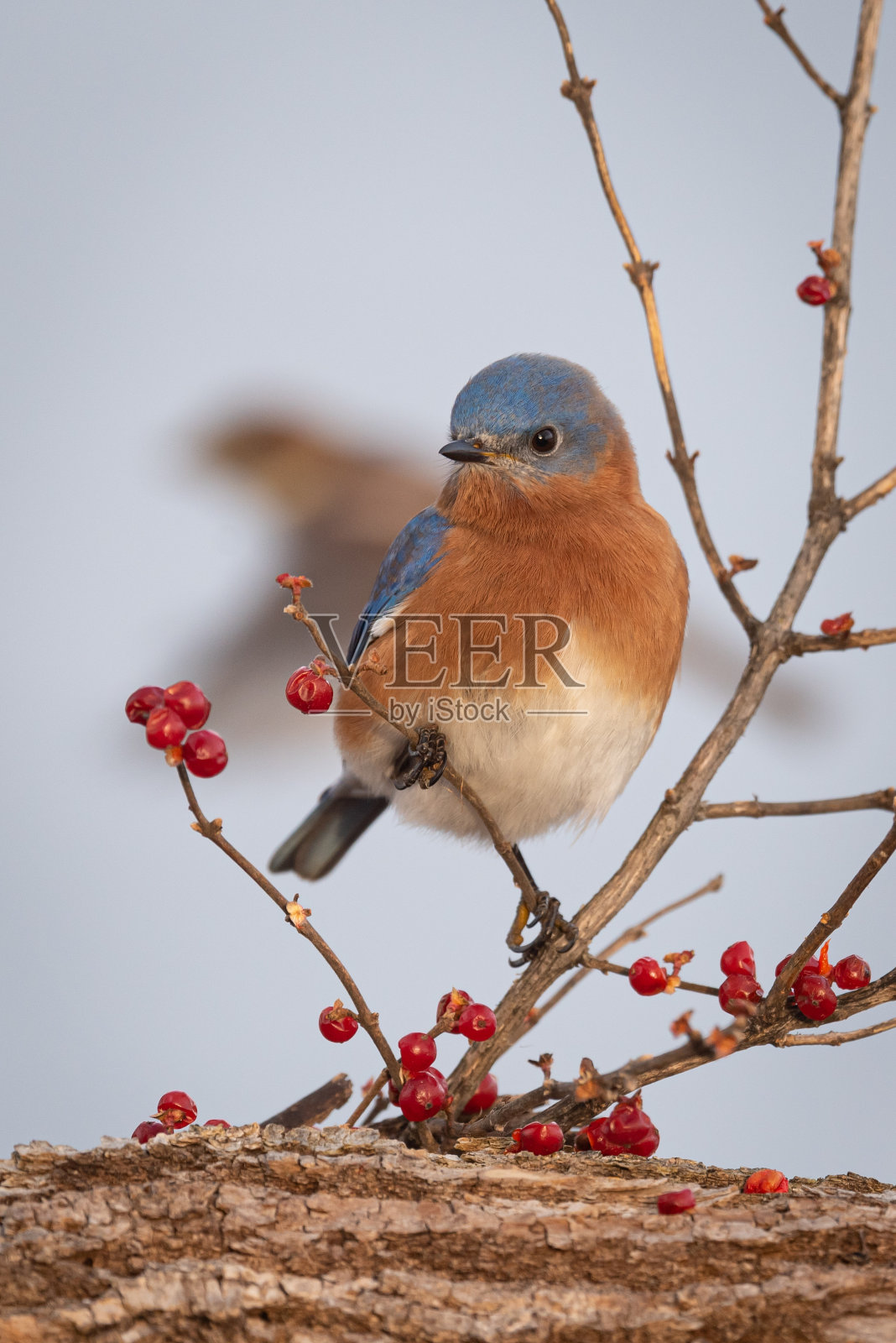 蓝色的鸟和红色的浆果照片摄影图片
