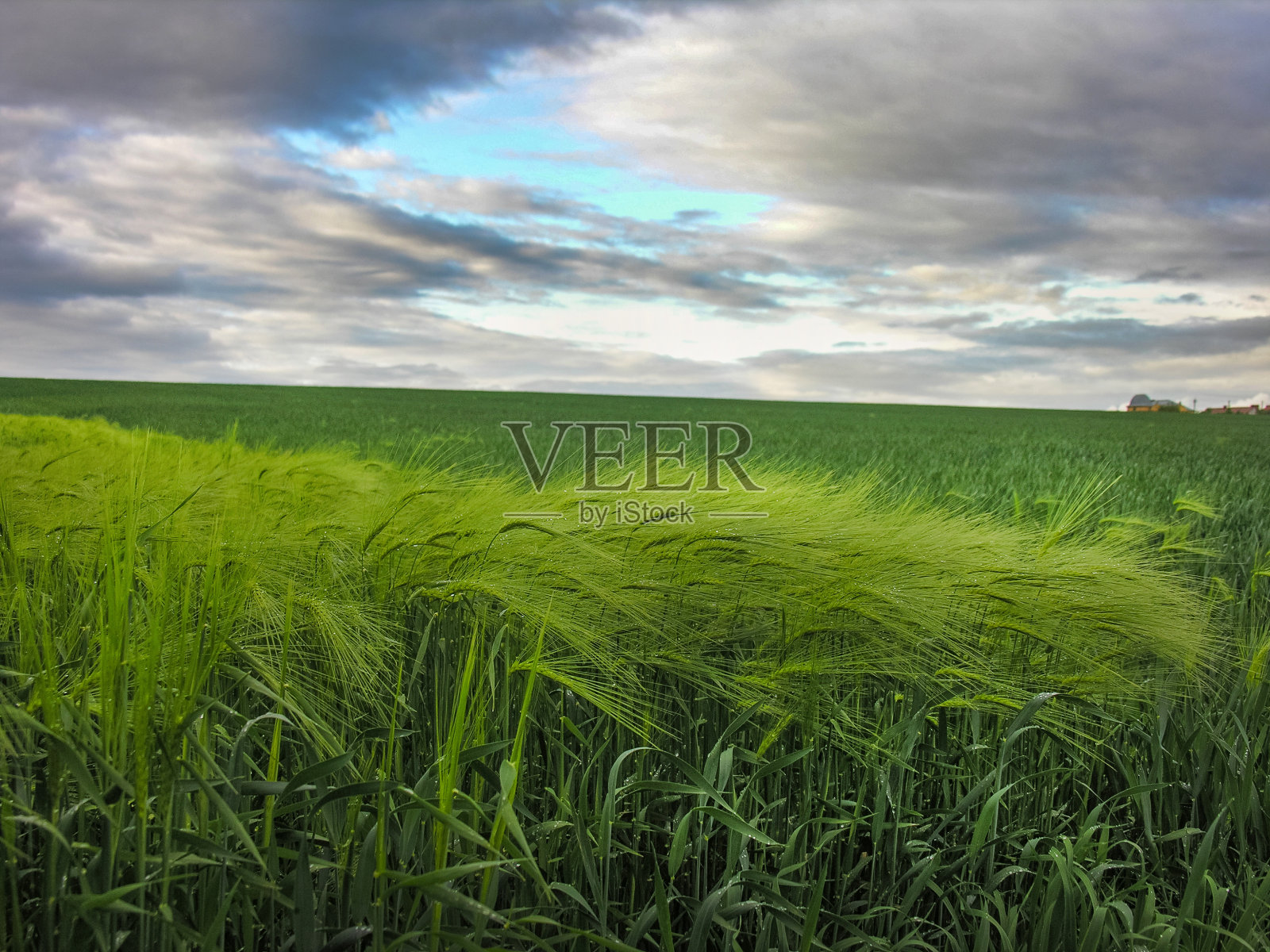 麦田里的黑麦或冬大麦在风中倾斜。照片摄影图片