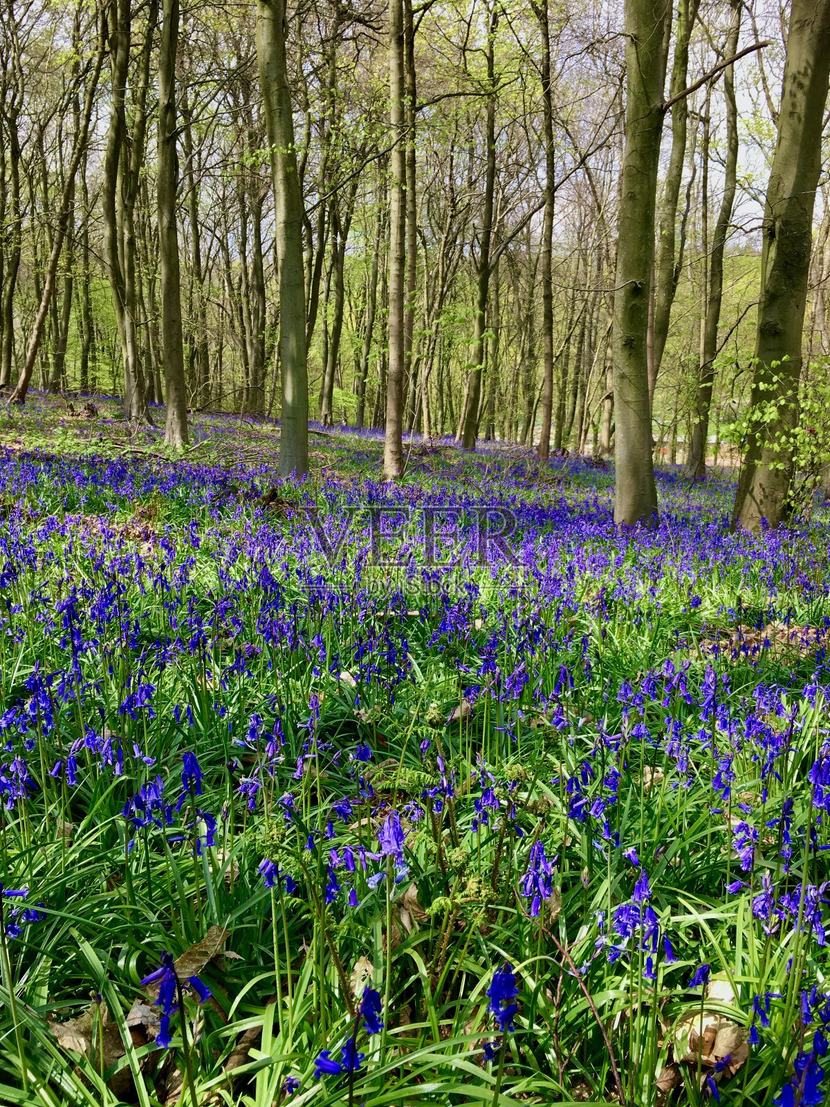 疯狂英语蓝铃花照片摄影图片