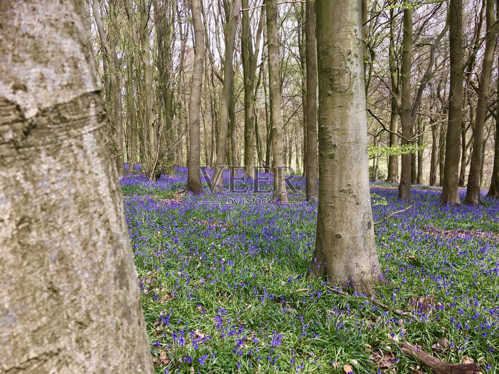疯狂英语蓝铃花照片摄影图片