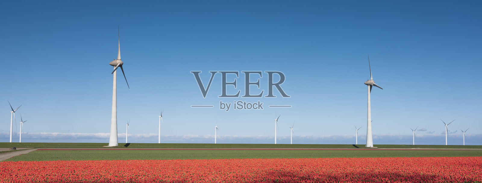 荷兰蓝色天空下的红色郁金香田和风力涡轮机照片摄影图片