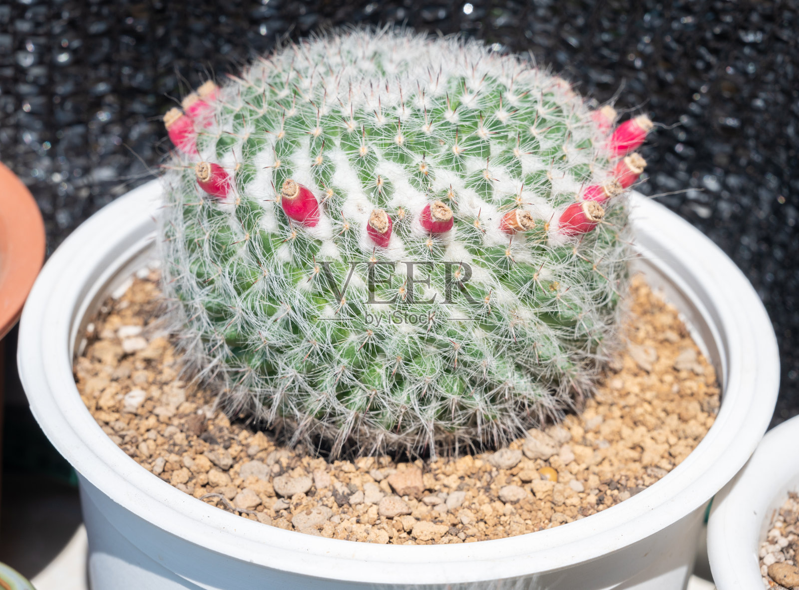 长着种子荚的婆兰(或老夫人仙人掌)。照片摄影图片