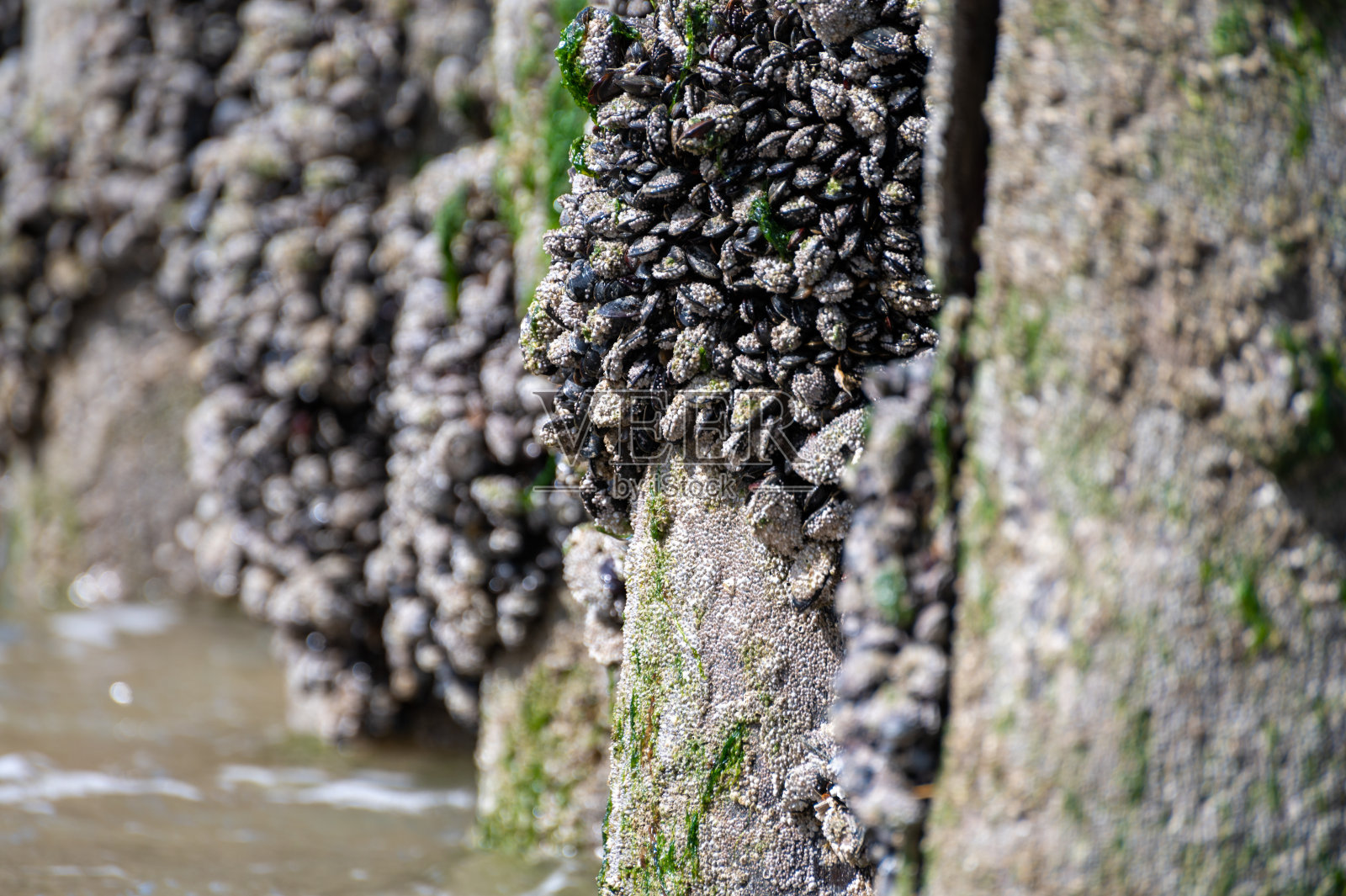 一群活的贻贝、蛤、贝类，在退潮时生长在北海的木杆上照片摄影图片