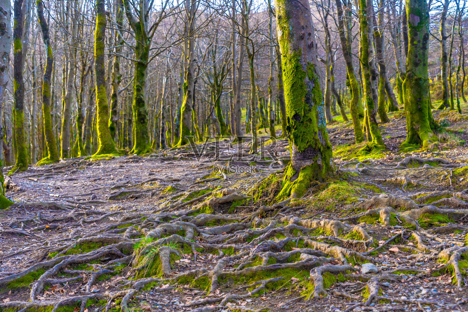 Aiako Harria山上美丽的树木，Peñas de Aya, Guipúzcoa。巴斯克地区照片摄影图片