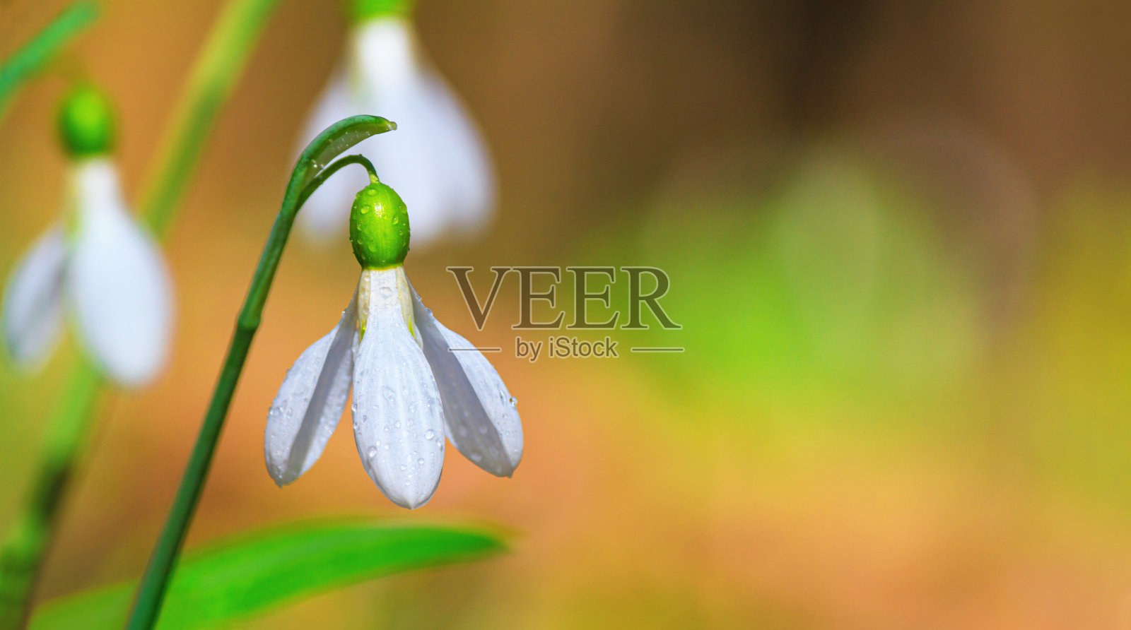 美丽的雪花莲-盛开的白花在初春的森林照片摄影图片