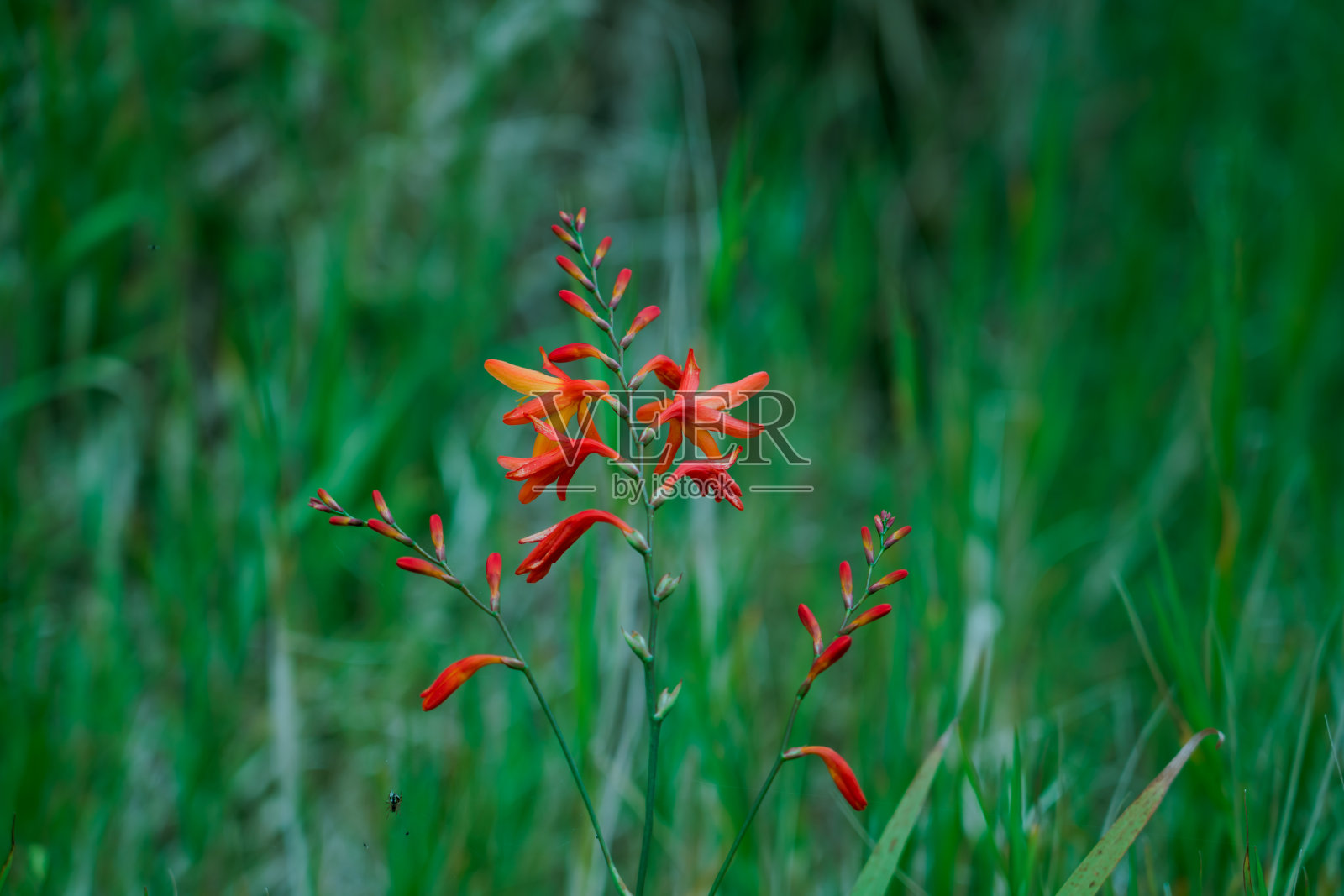 夏威夷瓦胡岛卡阿拉山上的野花照片摄影图片