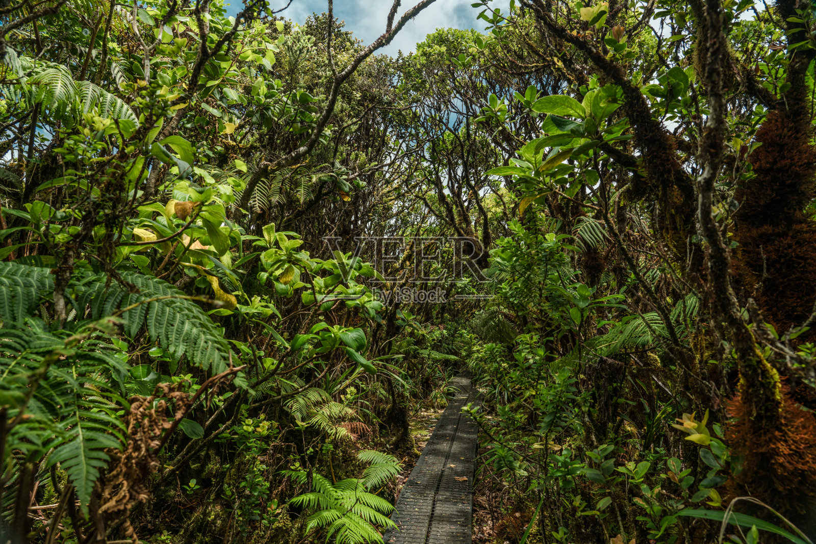 夏威夷瓦胡岛，卡拉山，怀阿纳山脉照片摄影图片