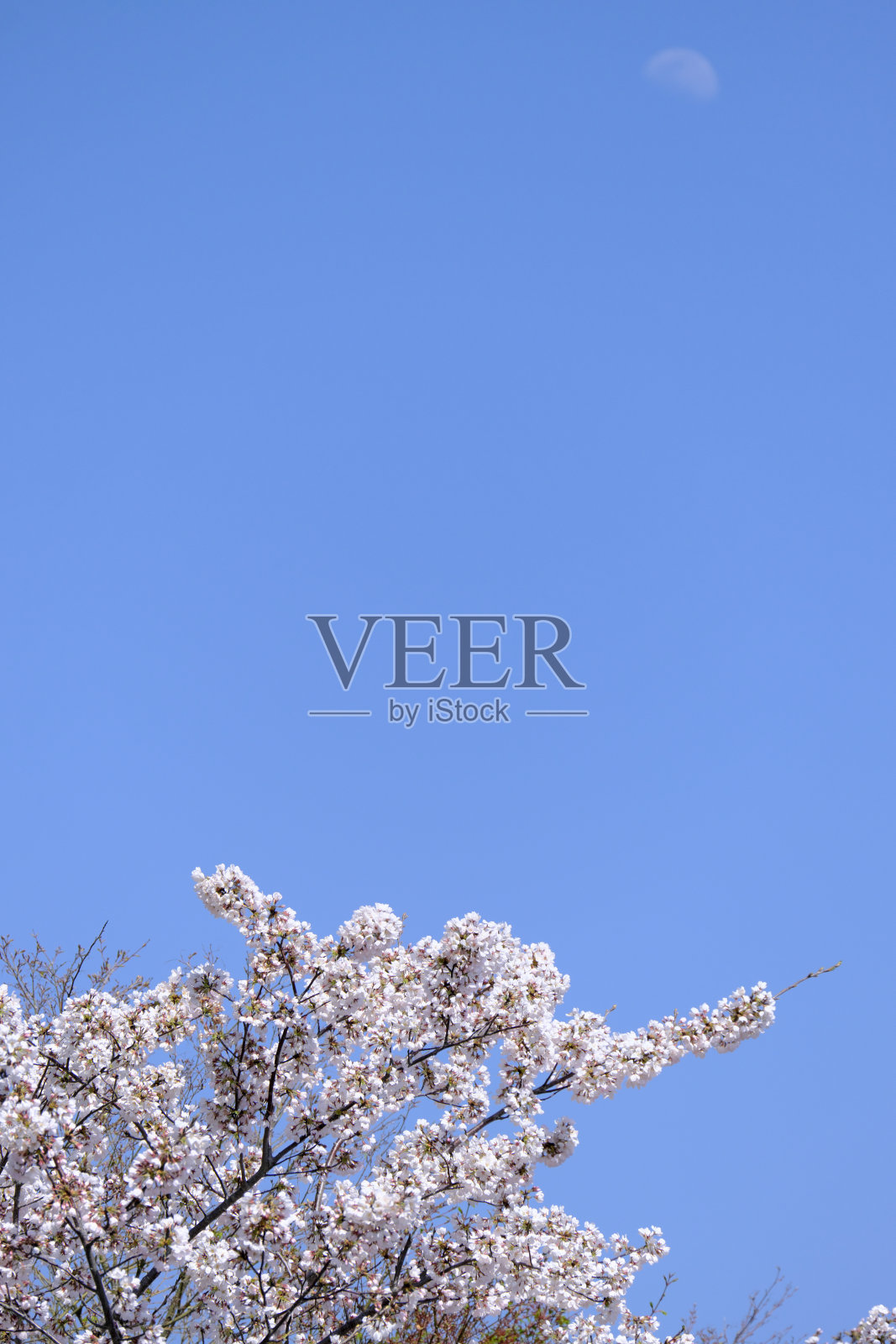 樱花在白天盛开，月亮在蓝天照片摄影图片