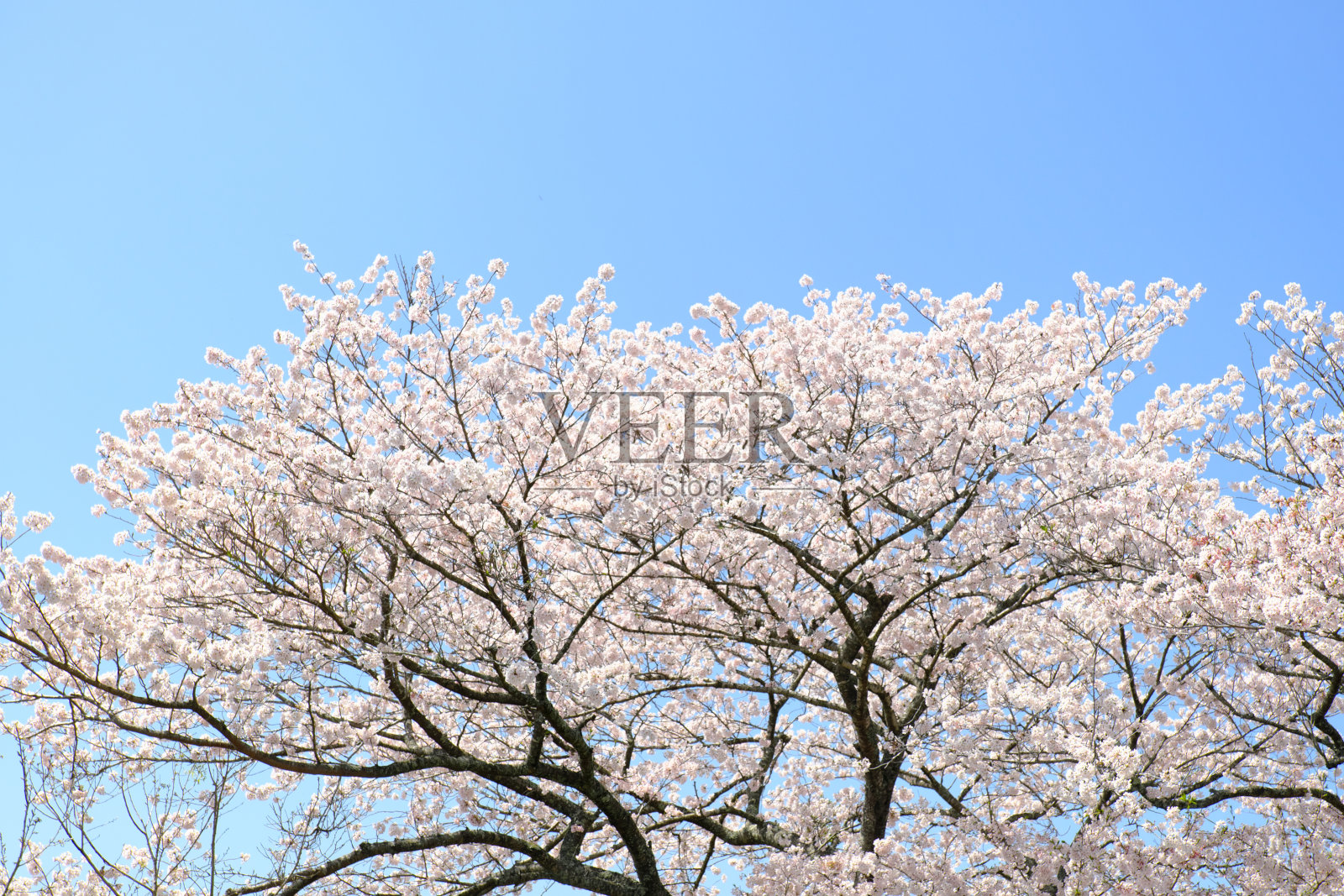 一棵在晴朗的日子里盛开的大樱桃树照片摄影图片