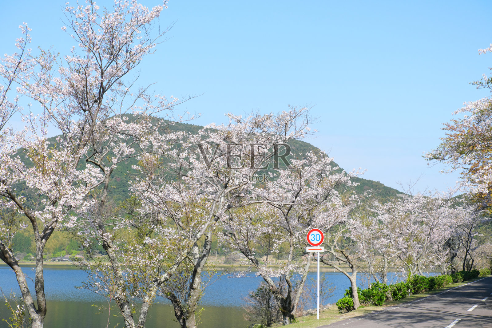 一排樱花树在Imutaike照片摄影图片