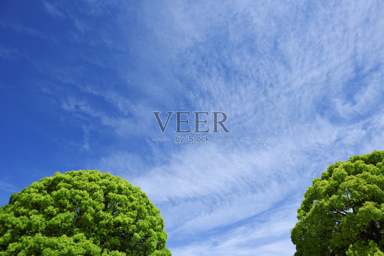 樟树与复制空间照片摄影图片