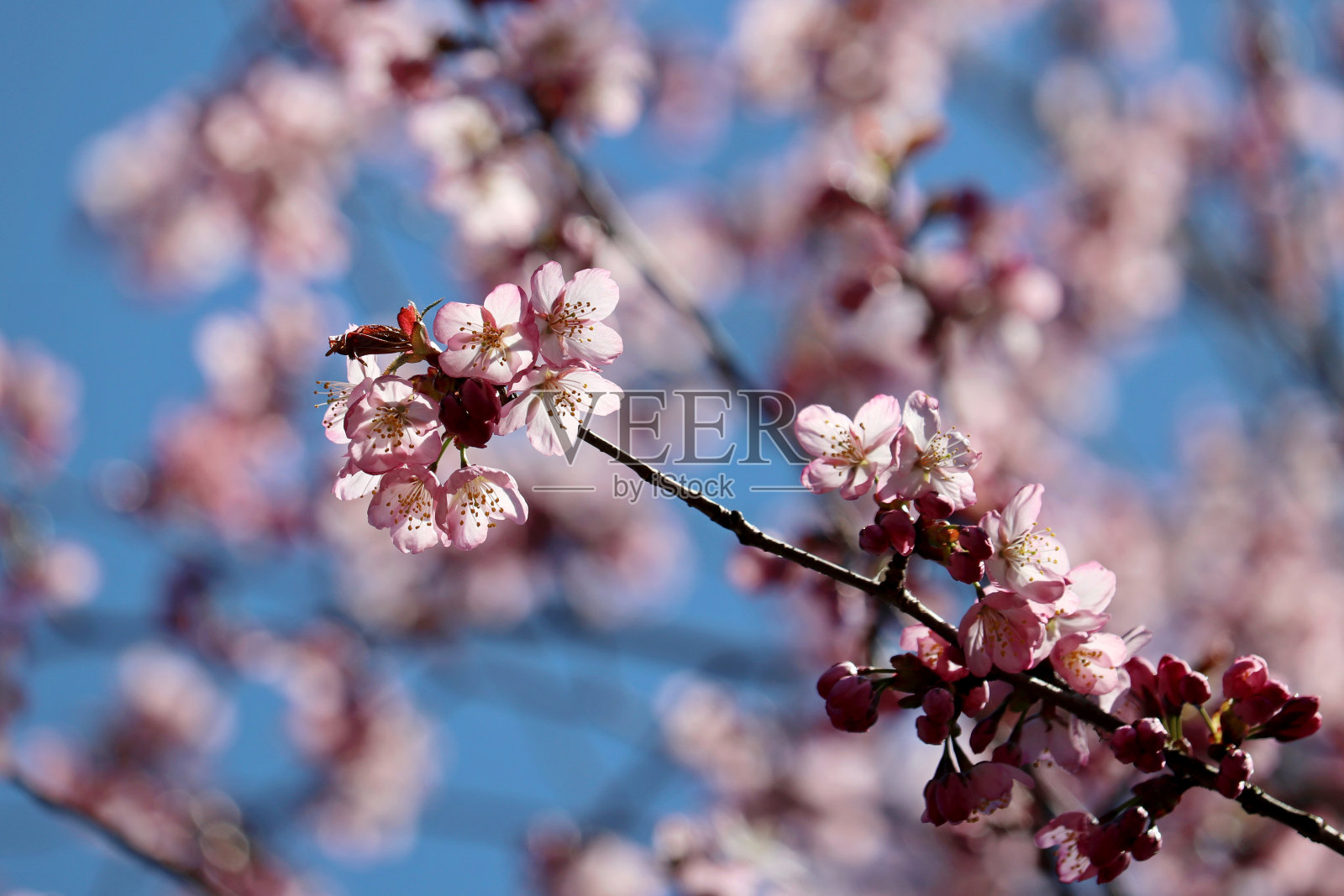 在等高线阳光下，枝头上的粉红色樱花照片摄影图片