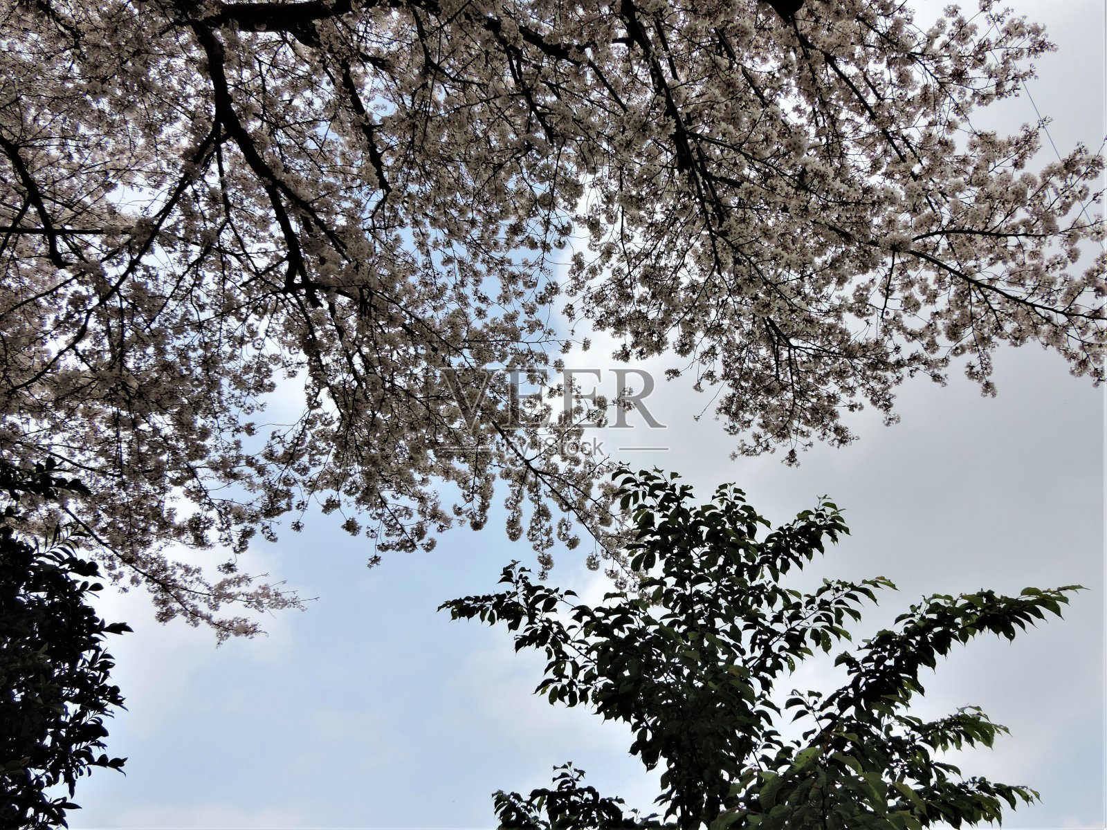 日本。3月底。透过盛开的樱花看春天的天空。照片摄影图片