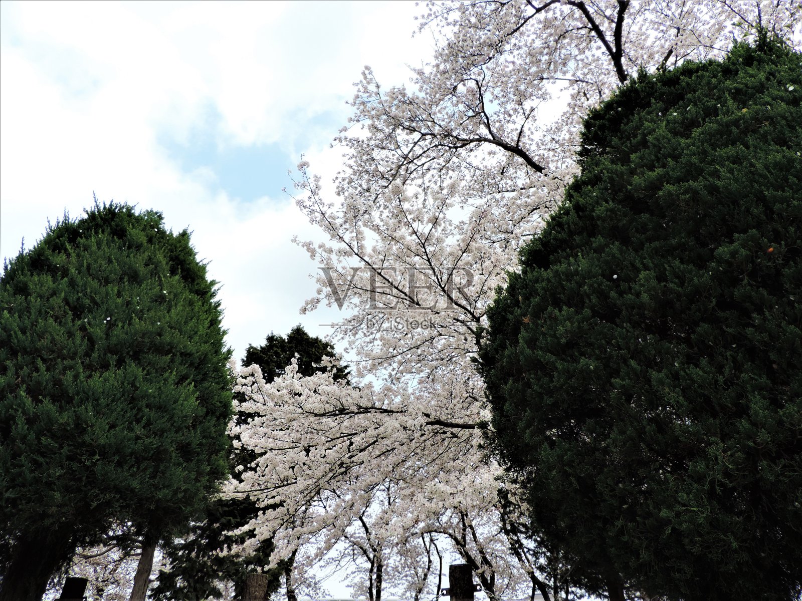 日本。3月底。在公园里。樱花开花。照片摄影图片