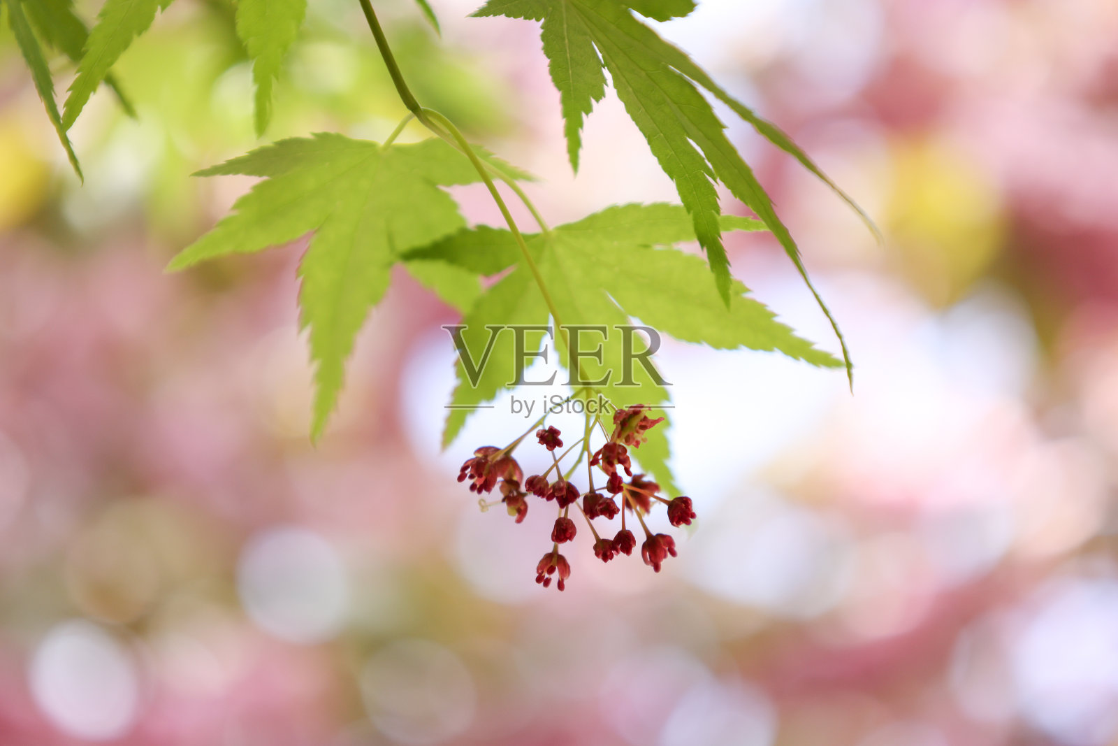 春天日本枫树的叶子和花照片摄影图片