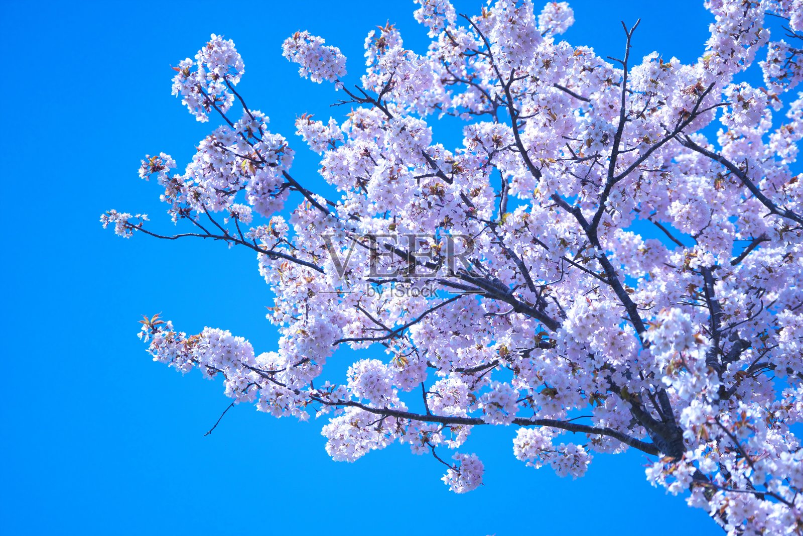 Moerenuma公园里的樱花正盛开照片摄影图片