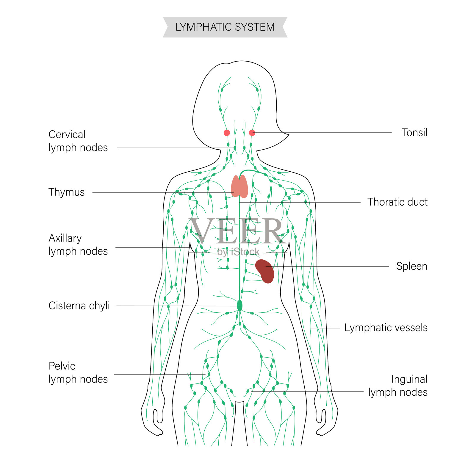 淋巴系统的概念插画图片素材