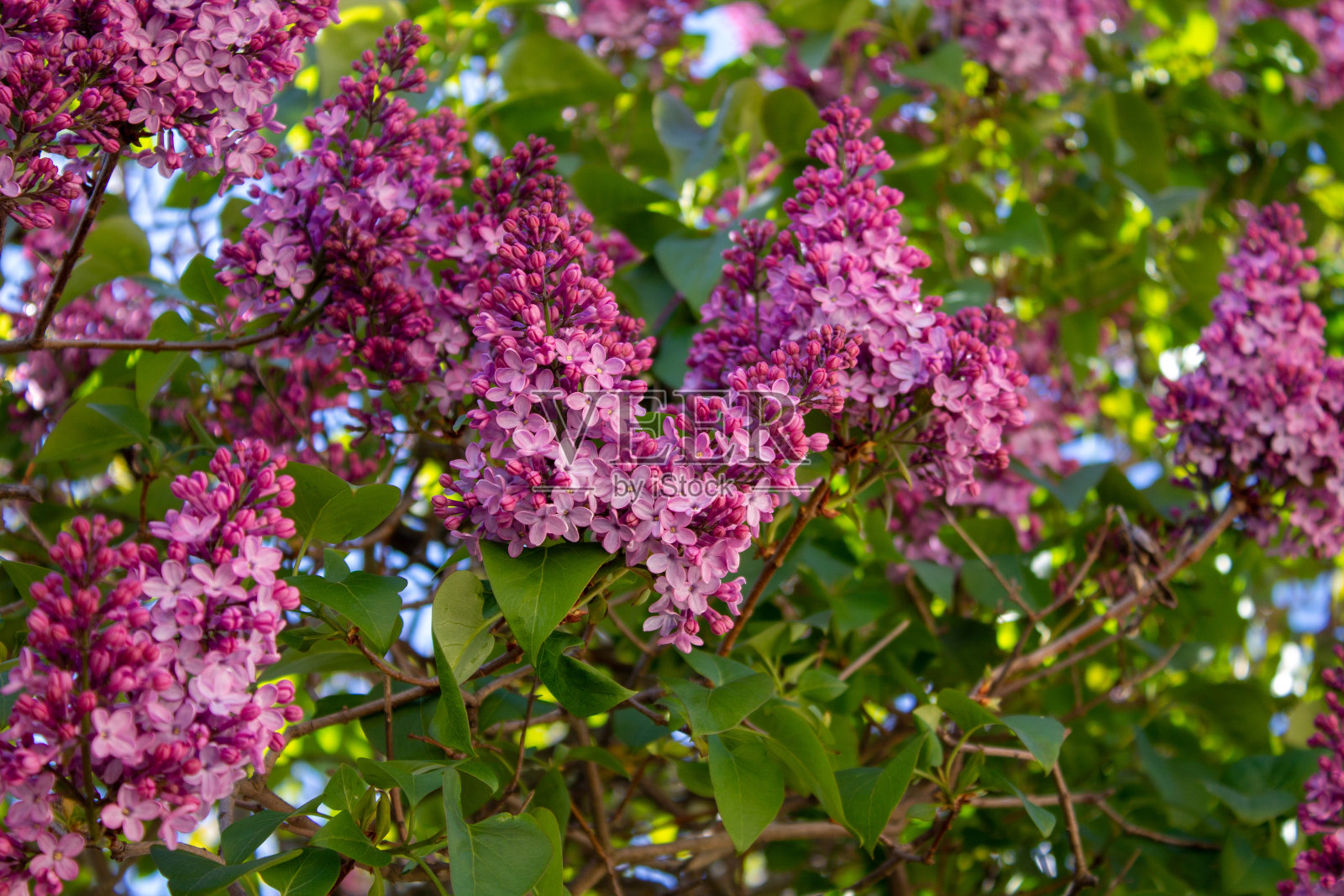 西班牙北部的春花和风景照片摄影图片
