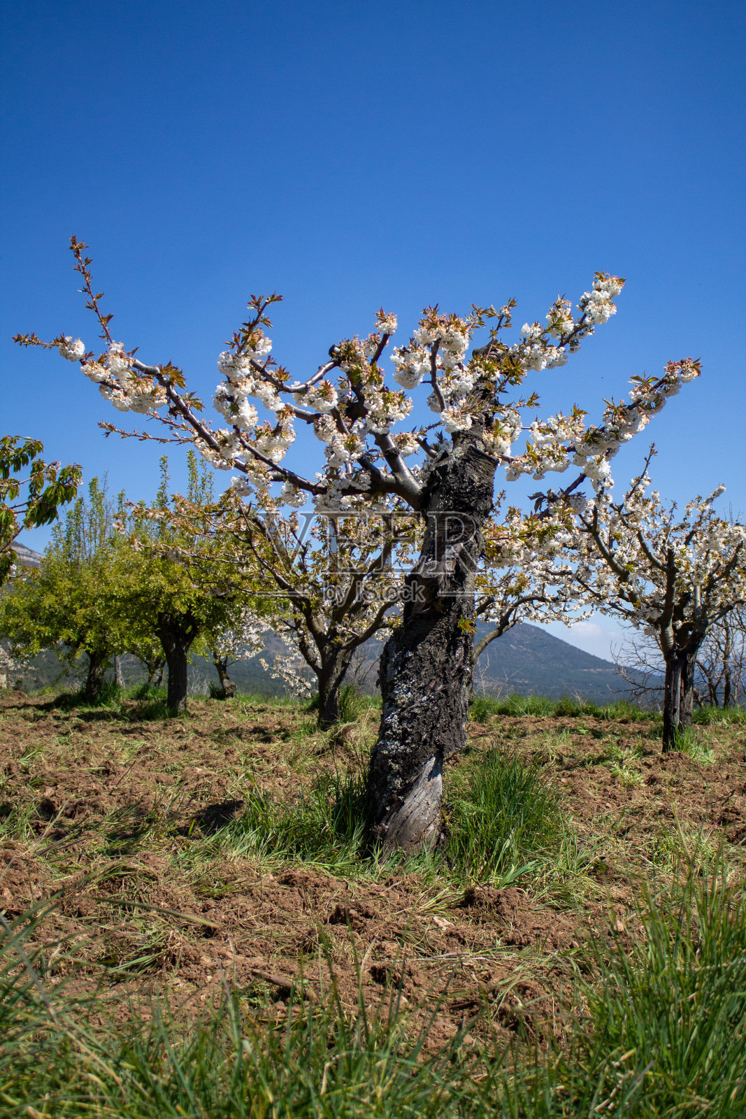 西班牙北部的春花和风景照片摄影图片